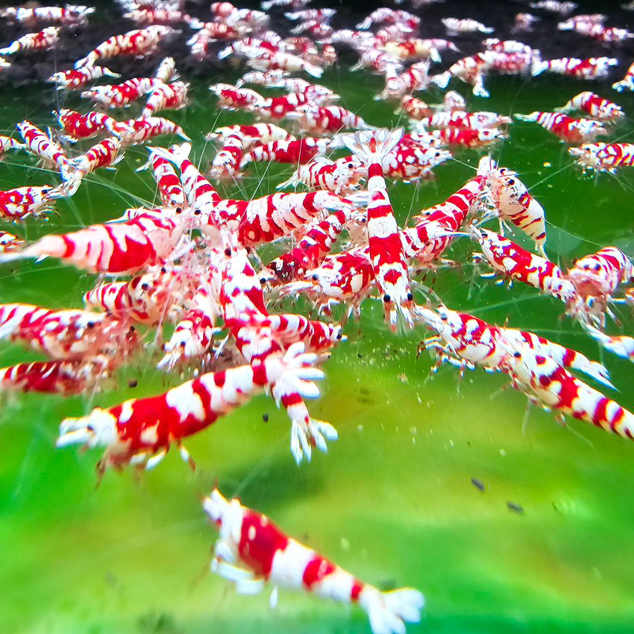 Red Fancy Tiger Caridina Shrimp - Image 3