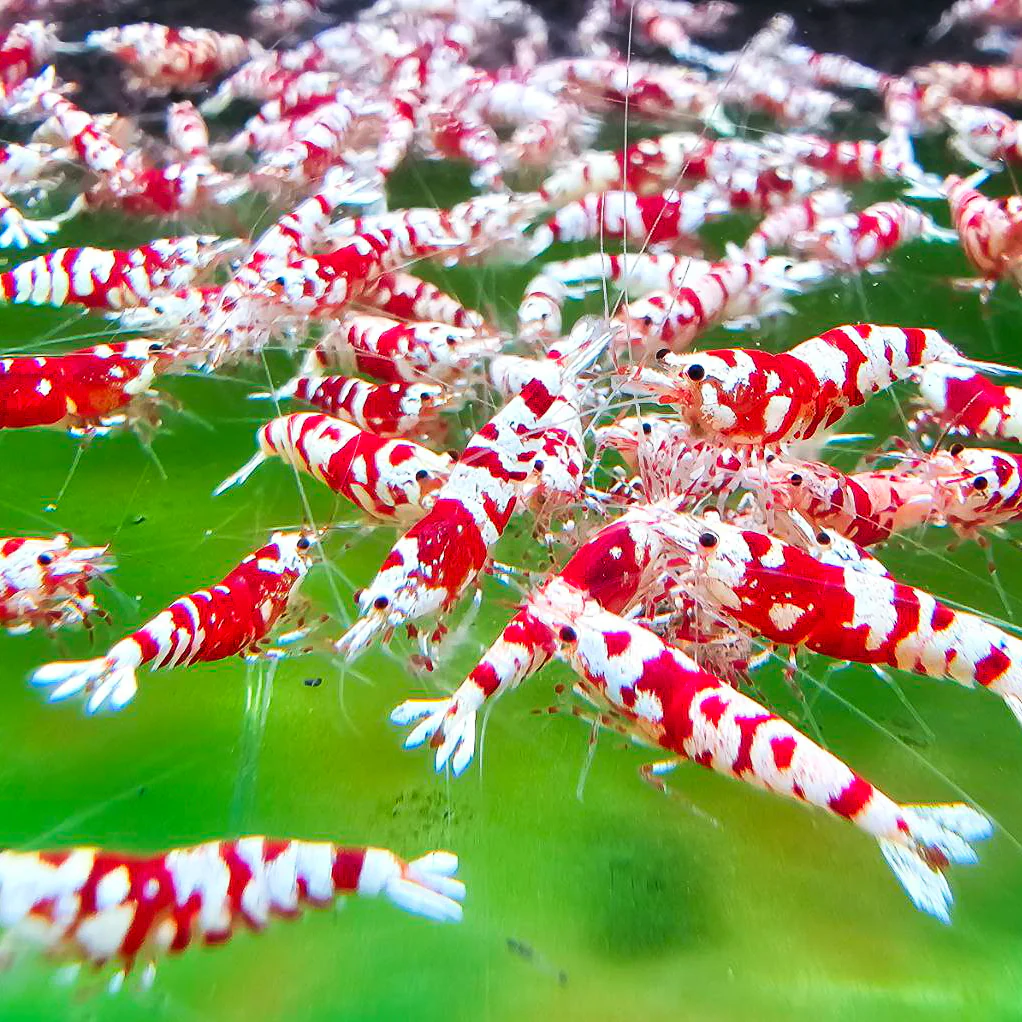 Red Fancy Tiger Caridina Shrimp - Image 4
