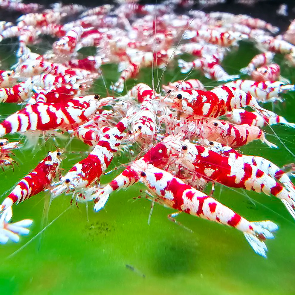 Red Fancy Tiger Caridina Shrimp - Image 5