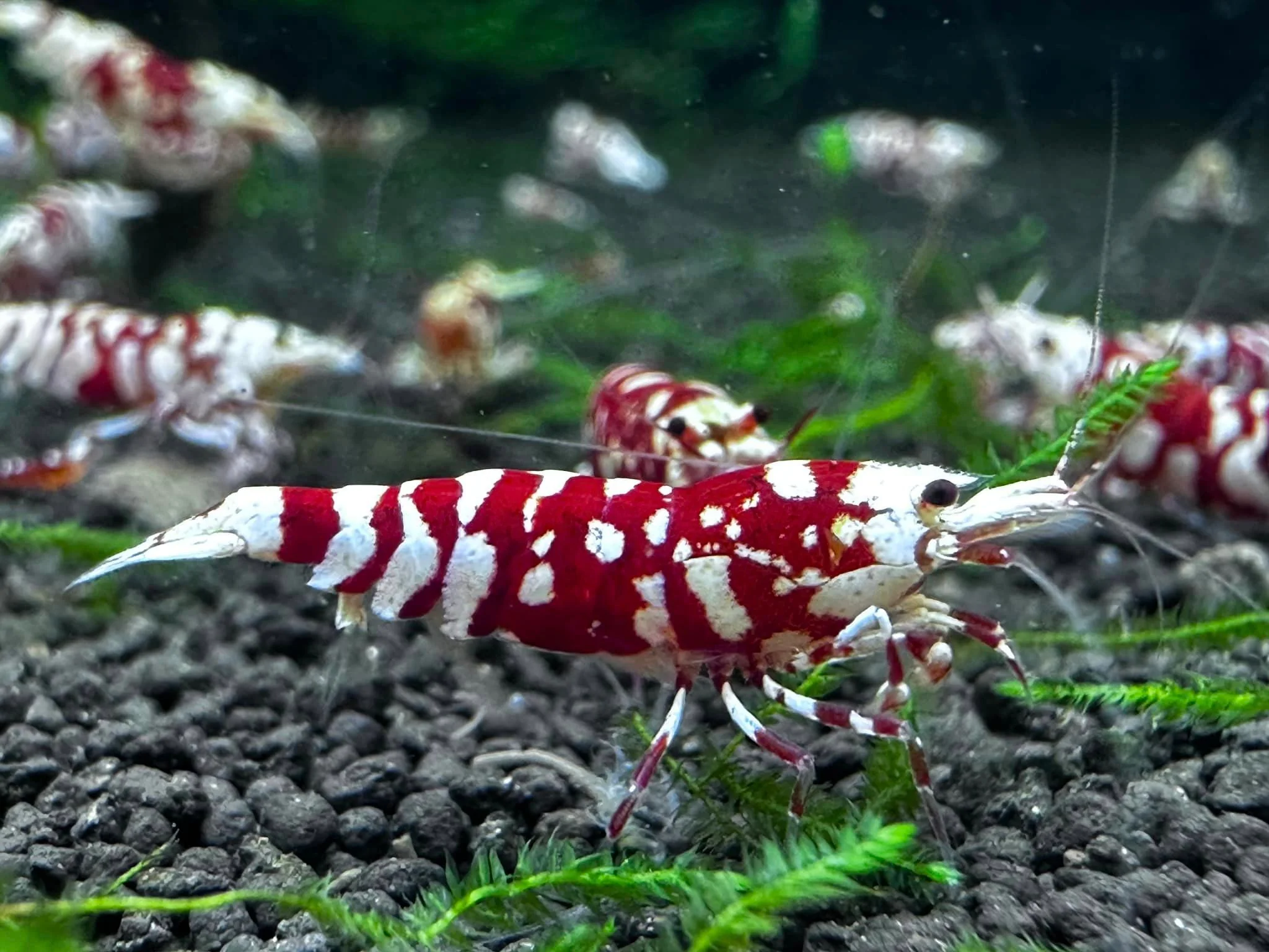 Red Fancy Tiger Caridina Shrimp - Image 6