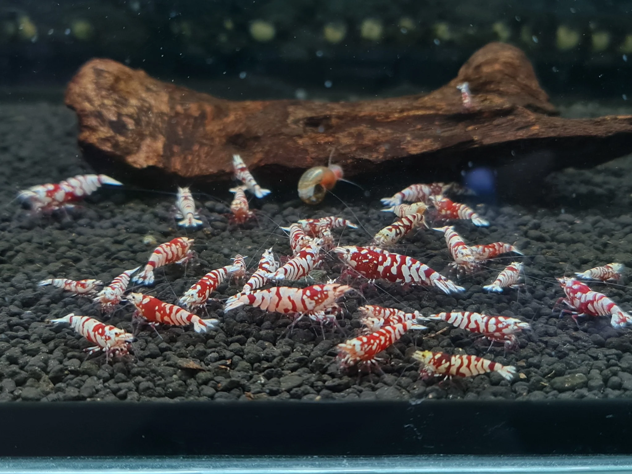 Red Fancy Tiger Caridina Shrimp - Image 7