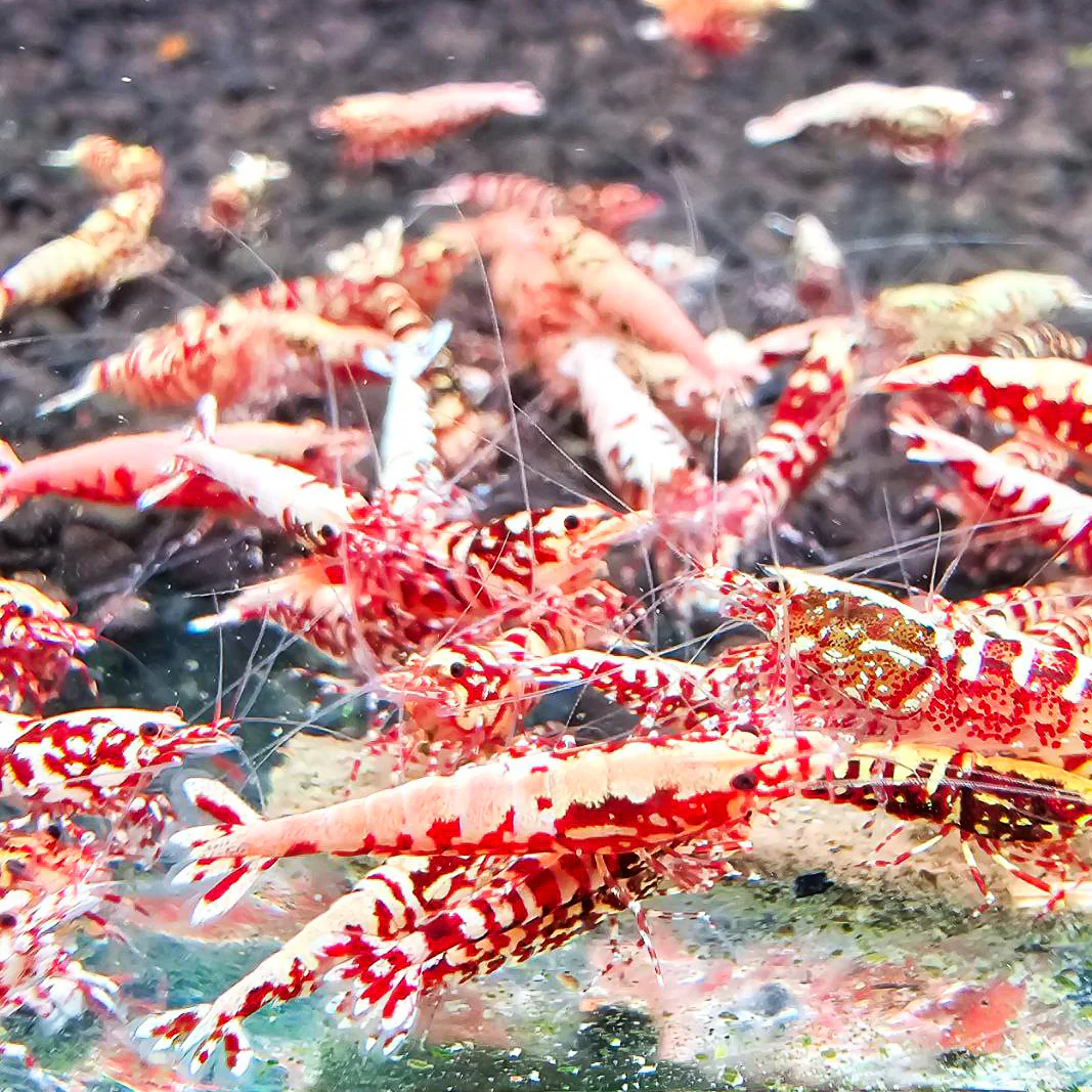 Red Galaxy Caridina Shrimp - Image 3