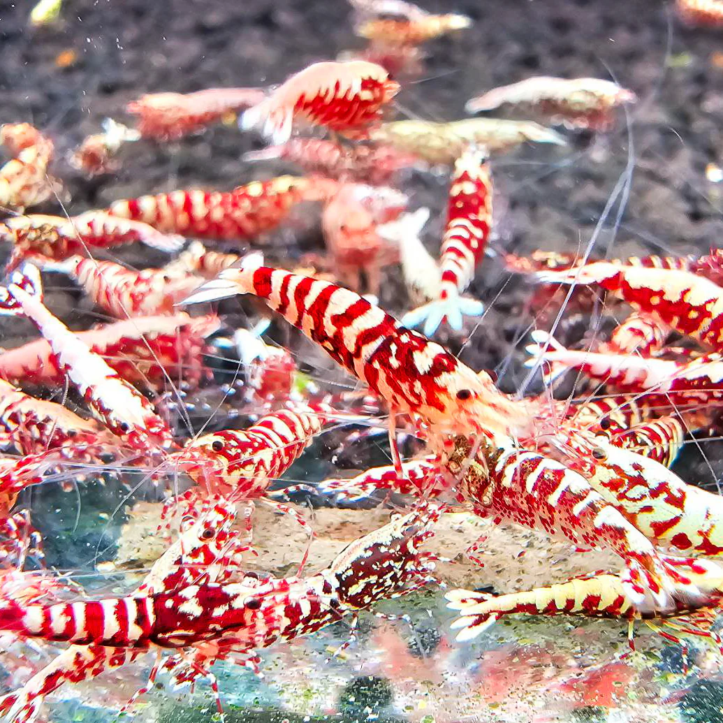 Red Galaxy Caridina Shrimp - Image 4