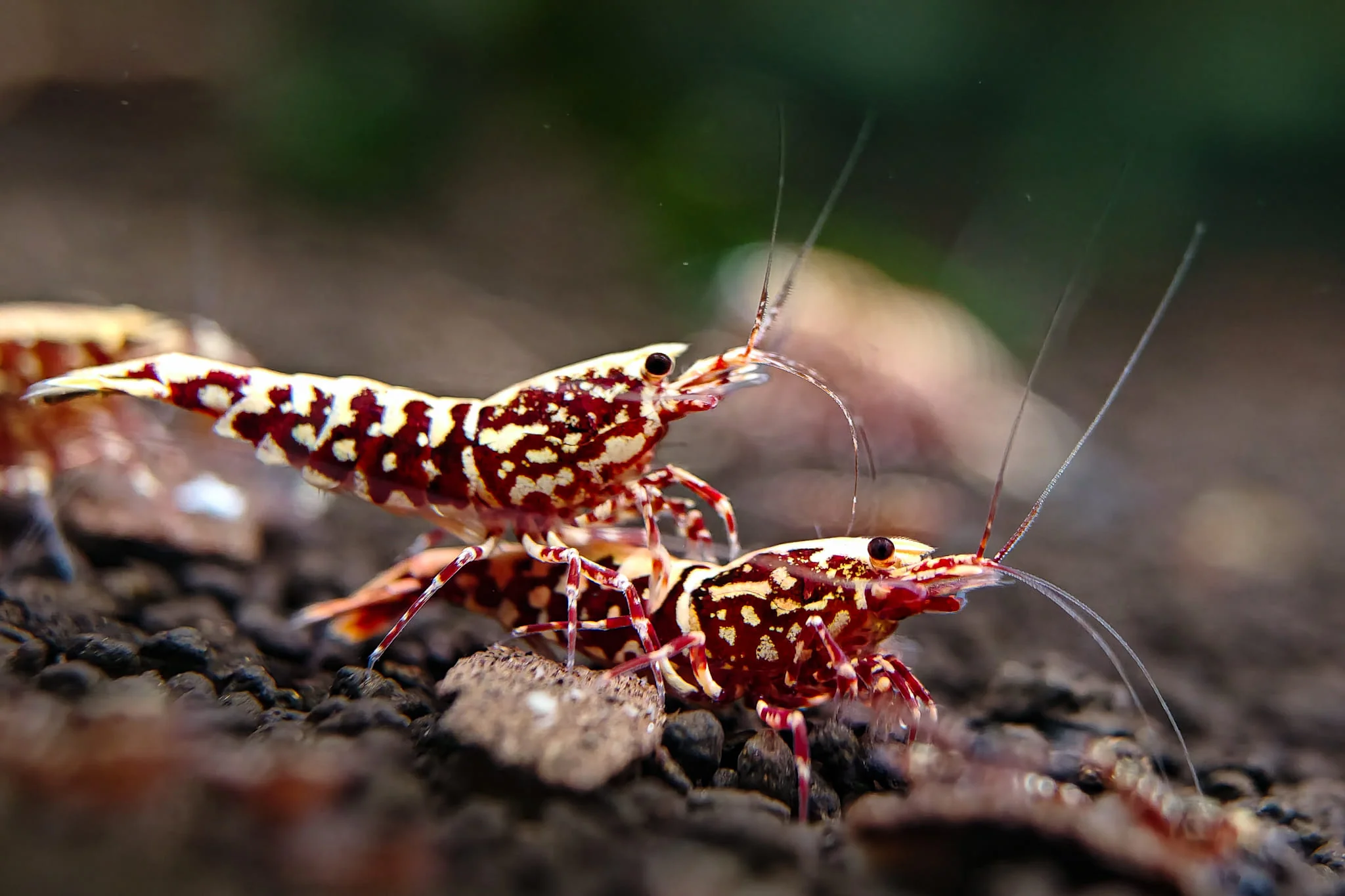Red Galaxy Caridina Shrimp - Image 5