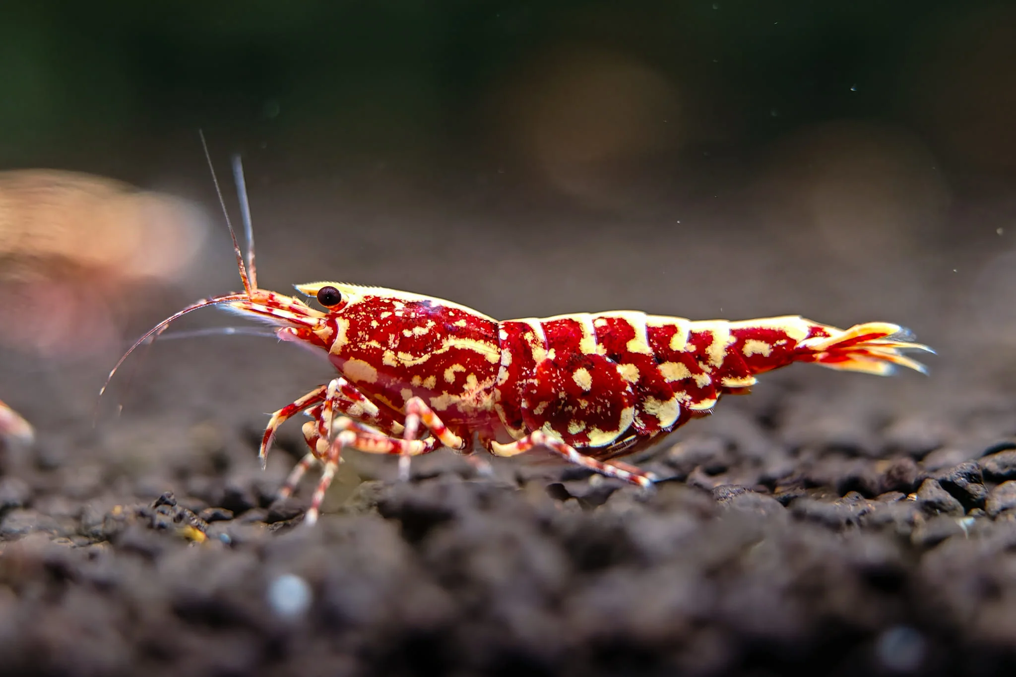 Red Galaxy Caridina Shrimp - Image 6
