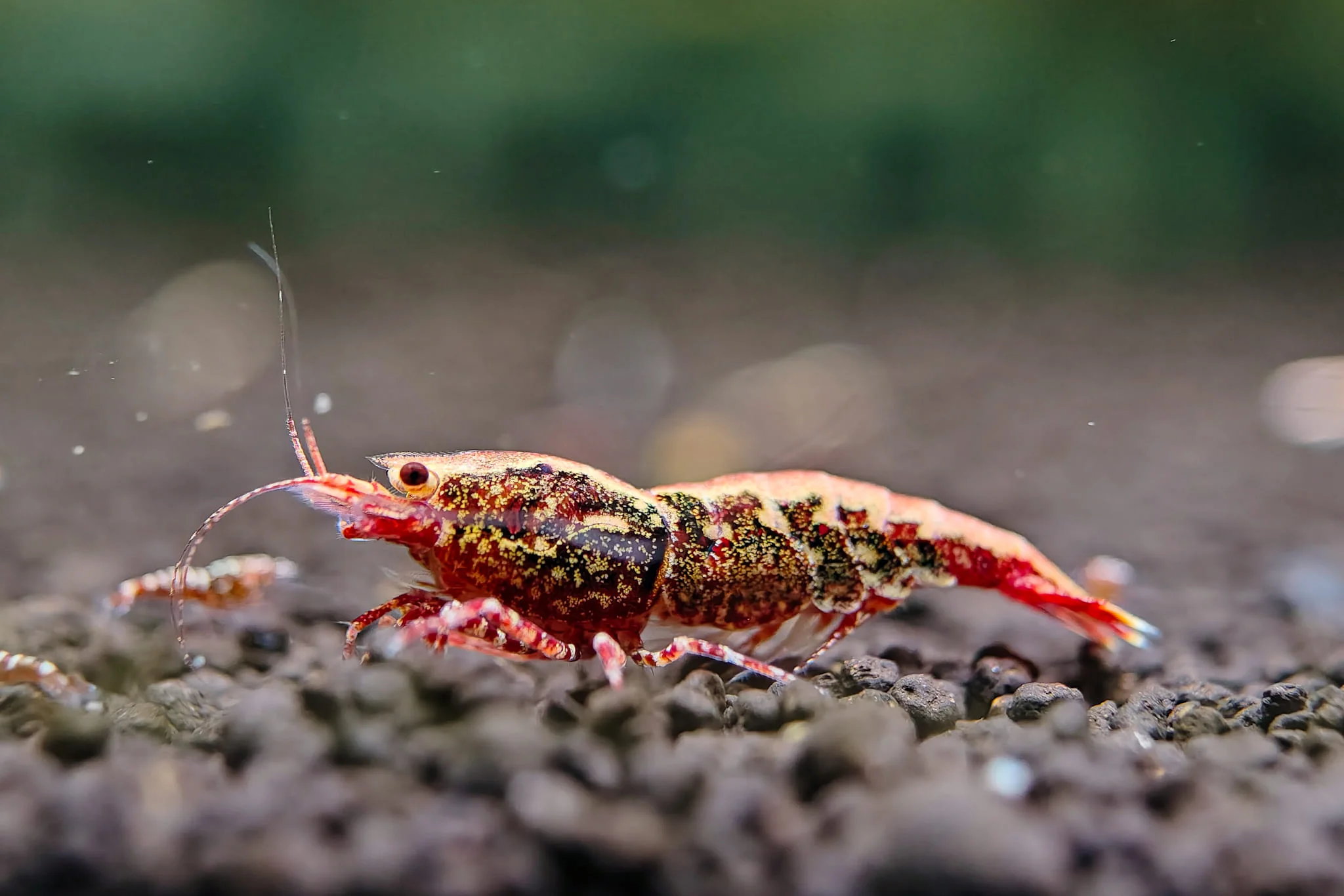 Red Galaxy Caridina Shrimp - Image 7