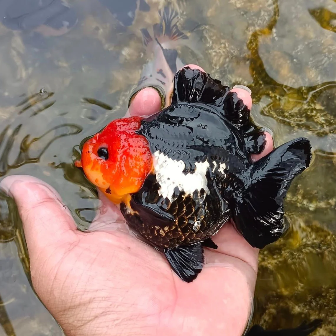 Red Head Tri Color Oranda Short Tail Goldfish 3-4 Inches | Mystery Goldfish - Image 3