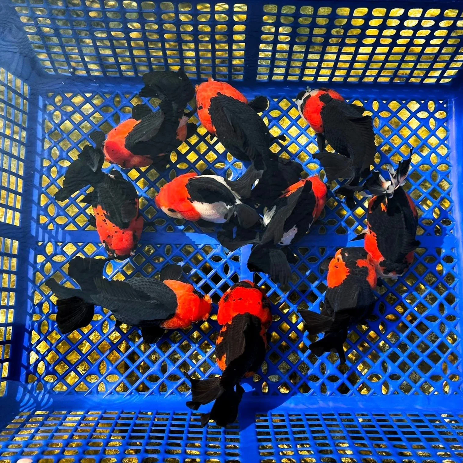Red Head Tri Color Oranda Short Tail Goldfish 3-4 Inches | Mystery Goldfish - Image 4