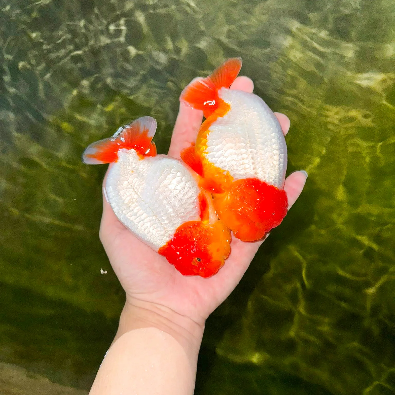 Red Head White Body Ranchu Goldfish | Grower Pick - Image 3