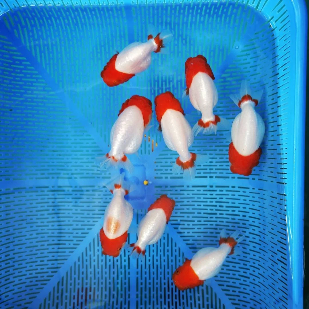 Red Head White Body Ranchu Goldfish | Grower Pick - Image 4
