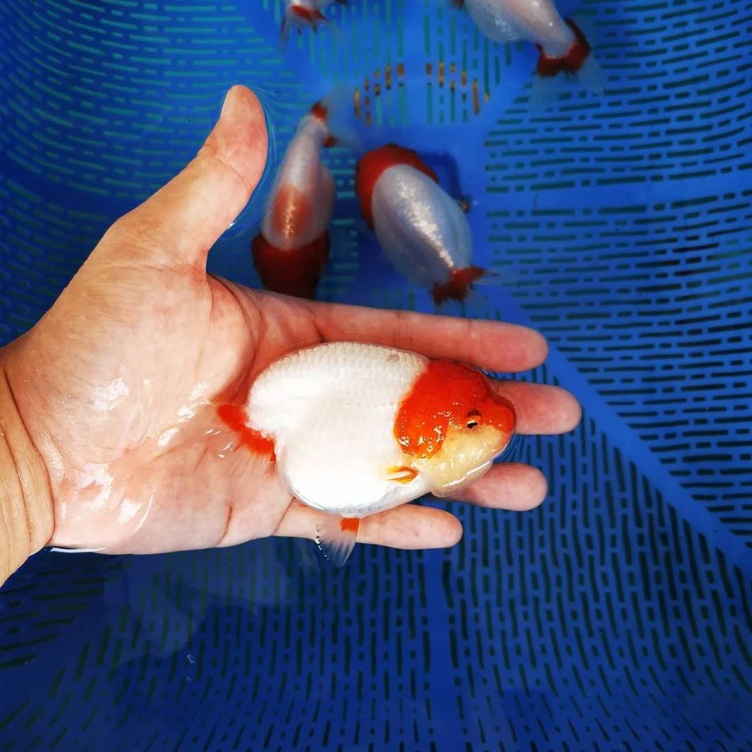 Red Head White Body Ranchu Goldfish | Grower Pick - Image 5