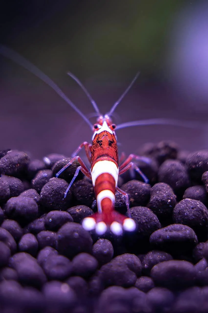 Red King Kong Caridina Shrimp - Image 3
