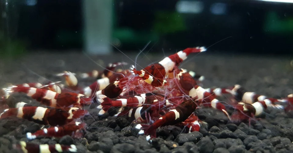 Red King Kong Caridina Shrimp - Image 4