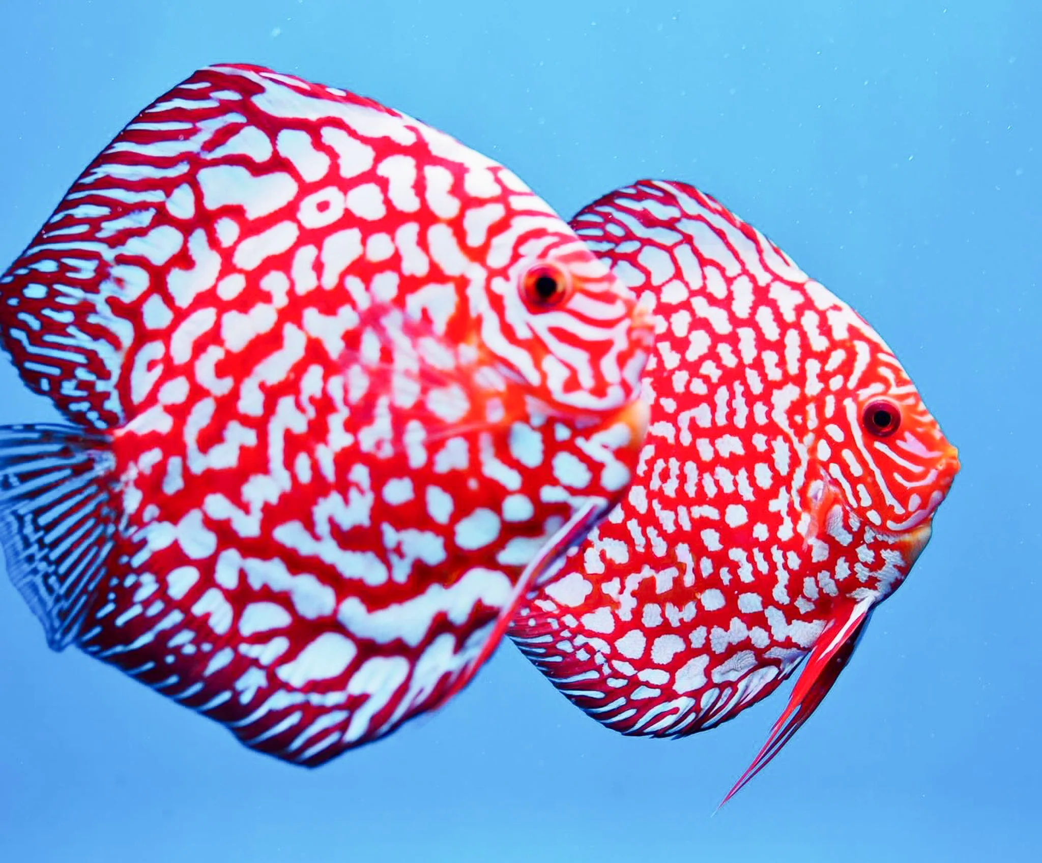Red Pigeon Blood Discus | Rare Pattern - Image 3