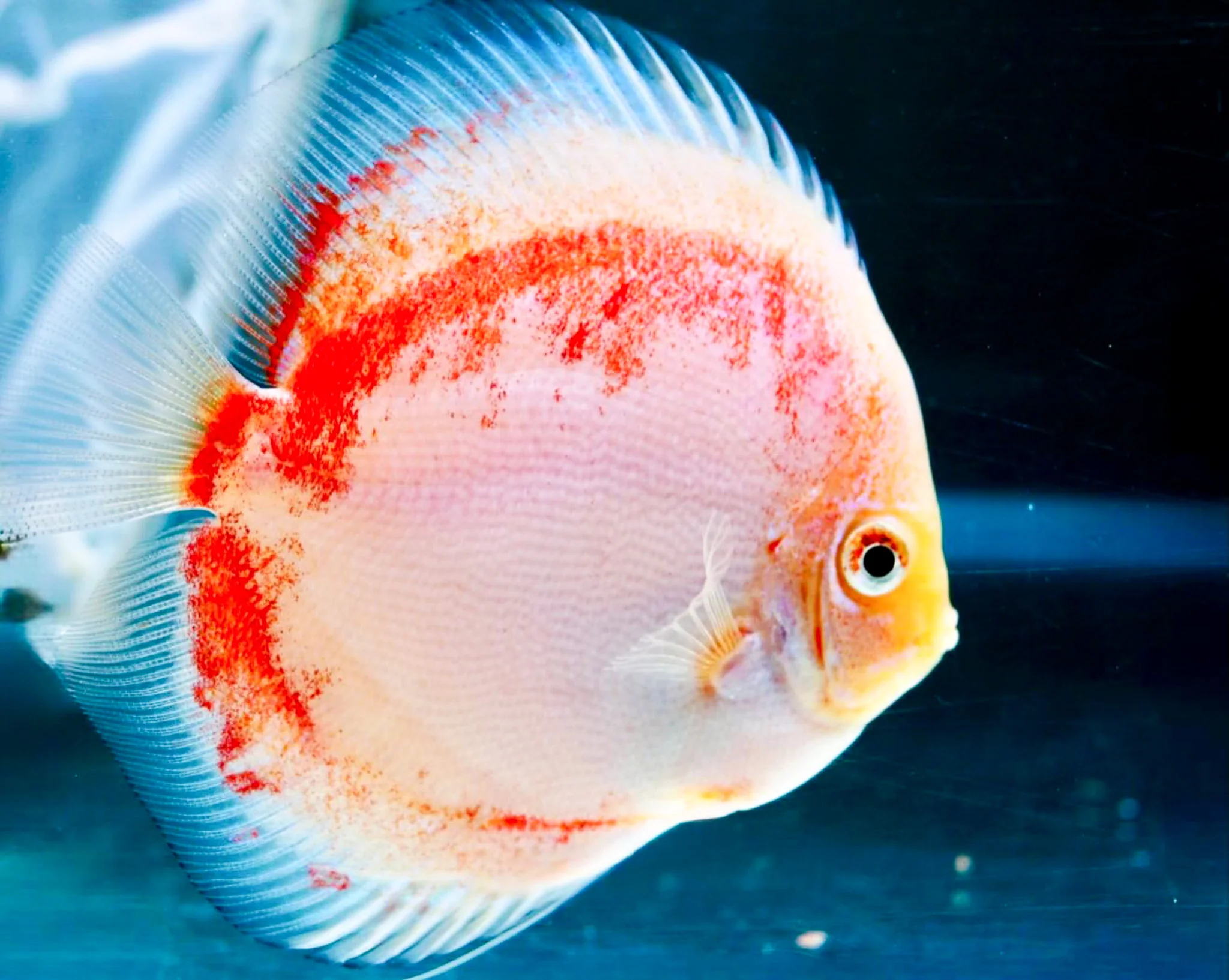 Red Snow Discus Fish | Show-Grade Color | Pre-Order - Image 3