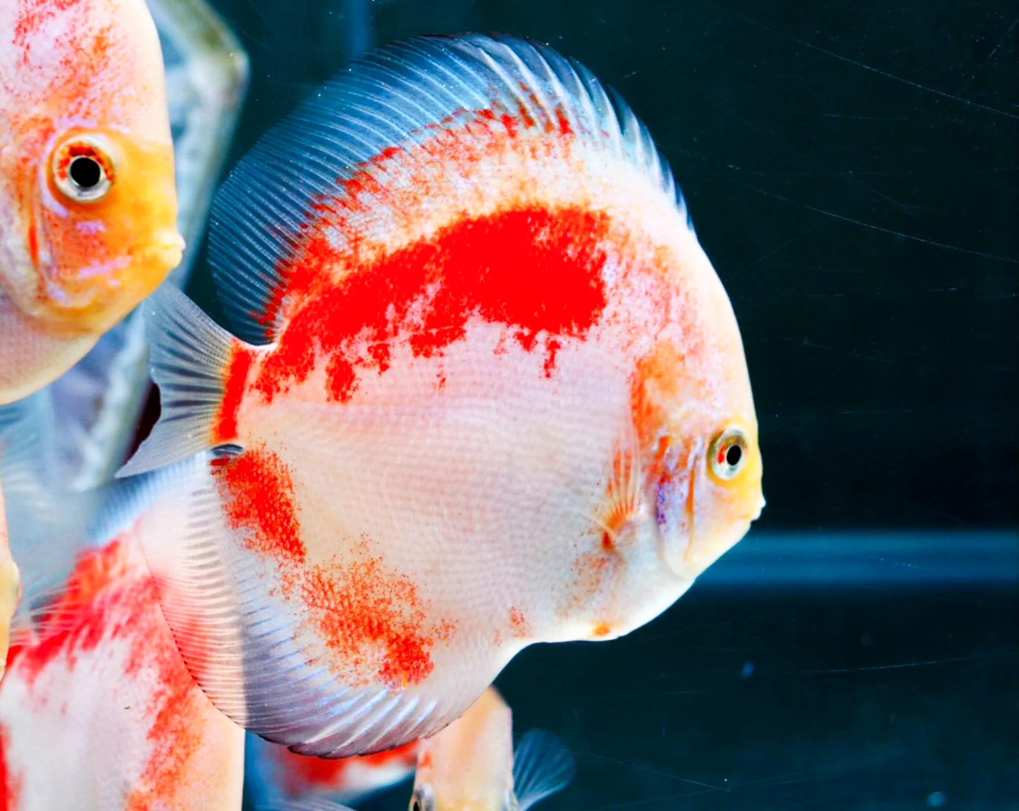 Red Snow Discus Fish | Show-Grade Color | Pre-Order - Image 4