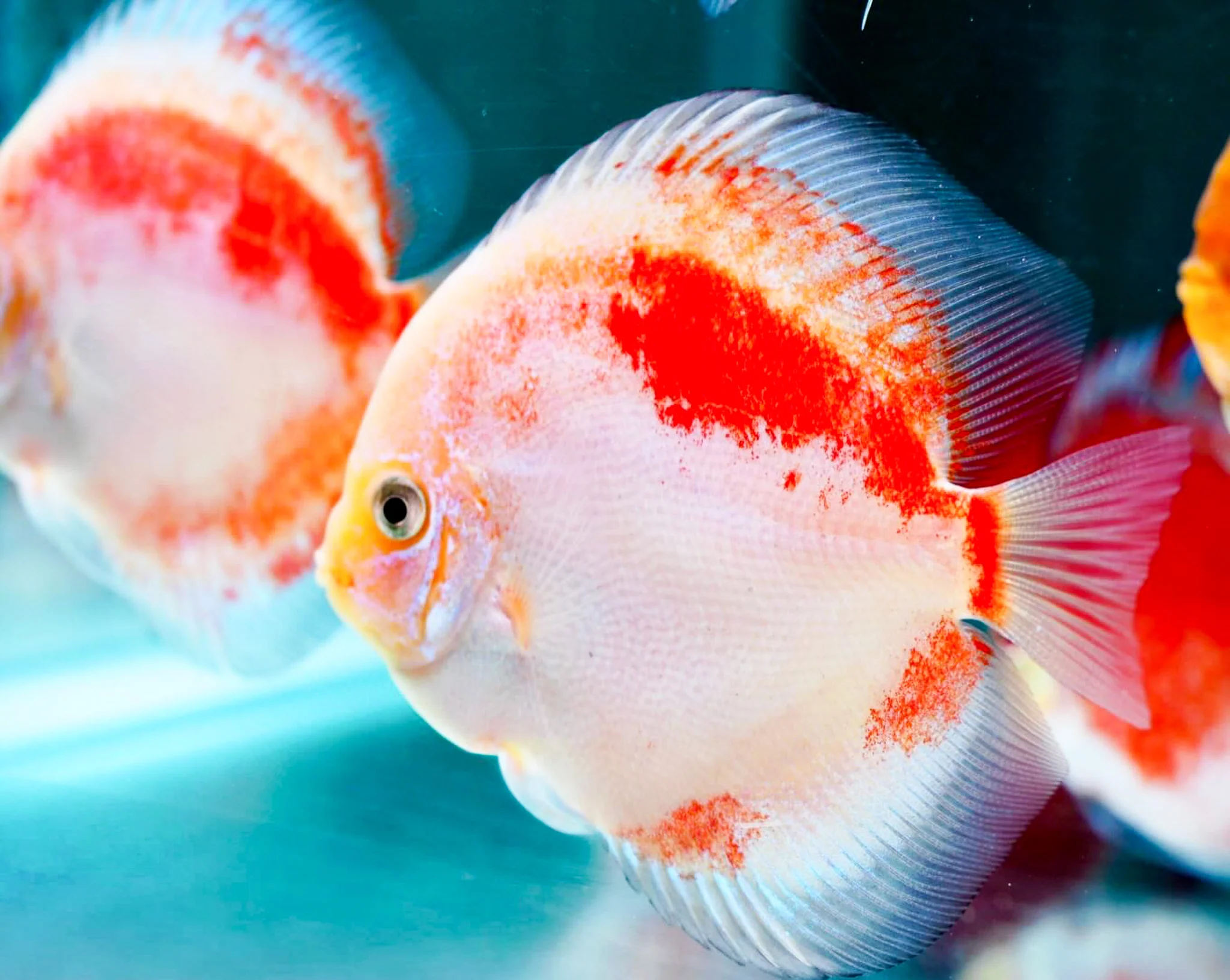 Red Snow Discus Fish | Show-Grade Color | Pre-Order - Image 5