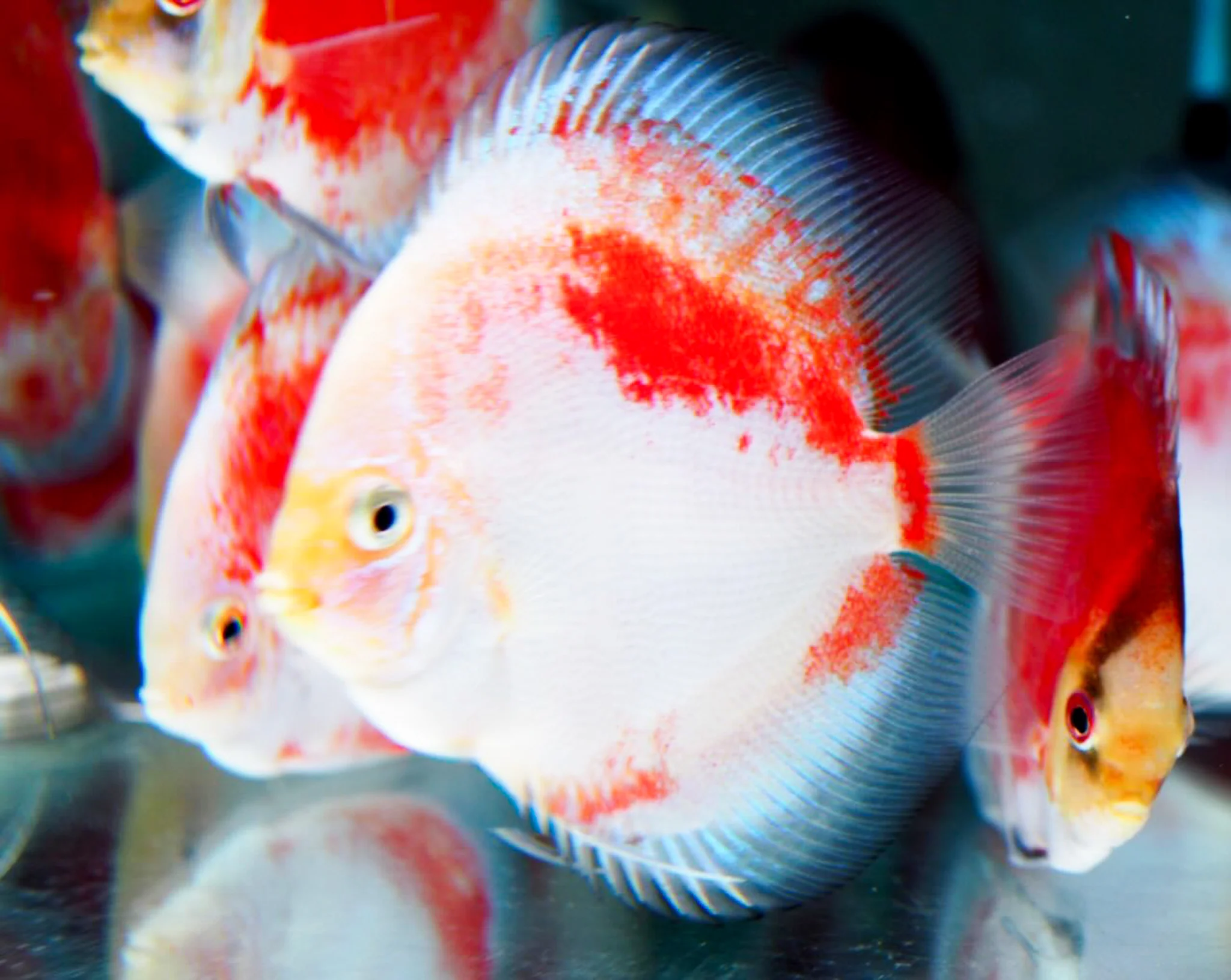 Red Snow Discus Fish | Show-Grade Color | Pre-Order - Image 6