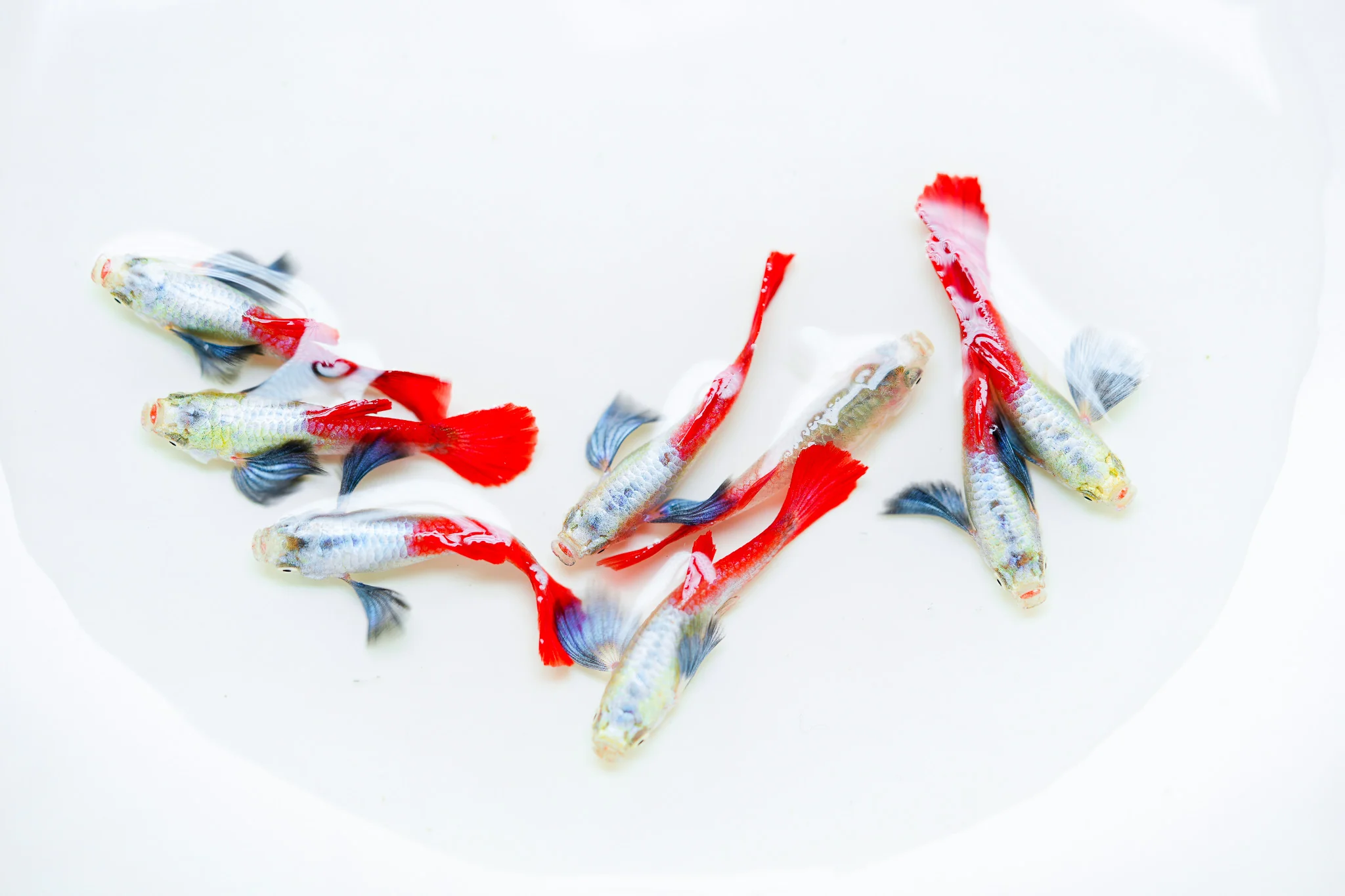 Dumbo Red Tail Guppy Fish - Image 3