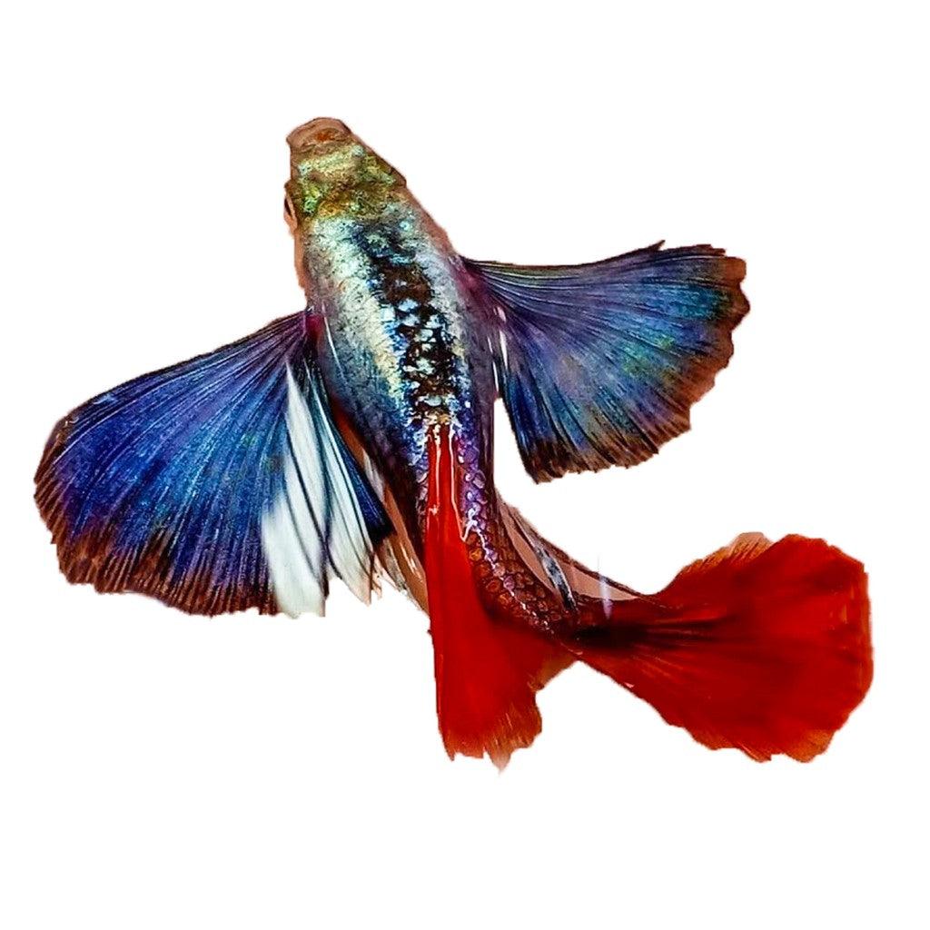 Dumbo Red Tail Guppy Fish - Image 4