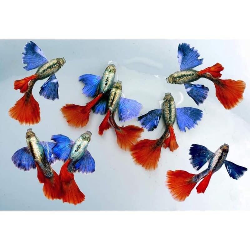 Dumbo Red Tail Guppy Fish - Image 5