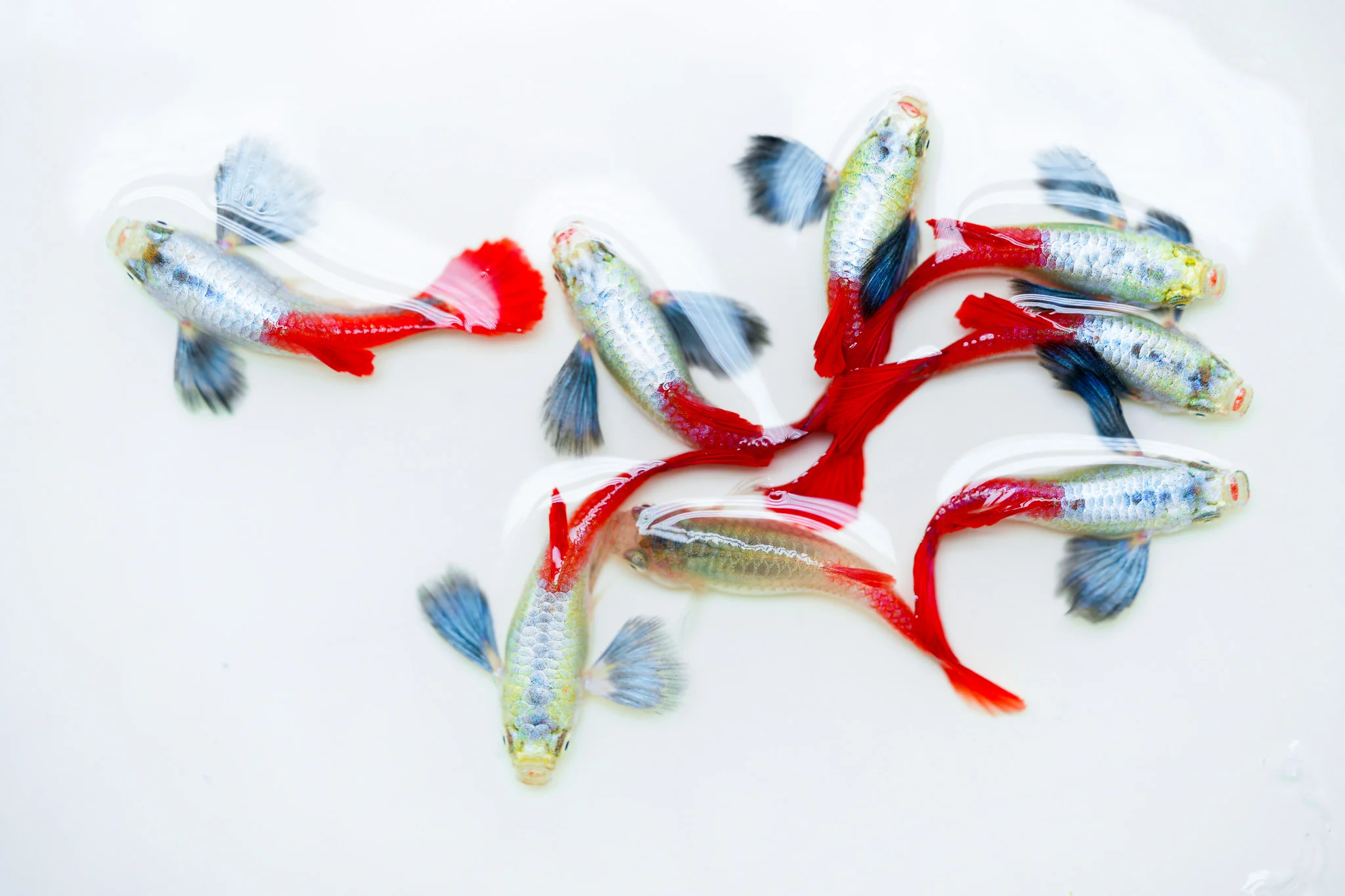 Dumbo Red Tail Guppy Fish - Image 6
