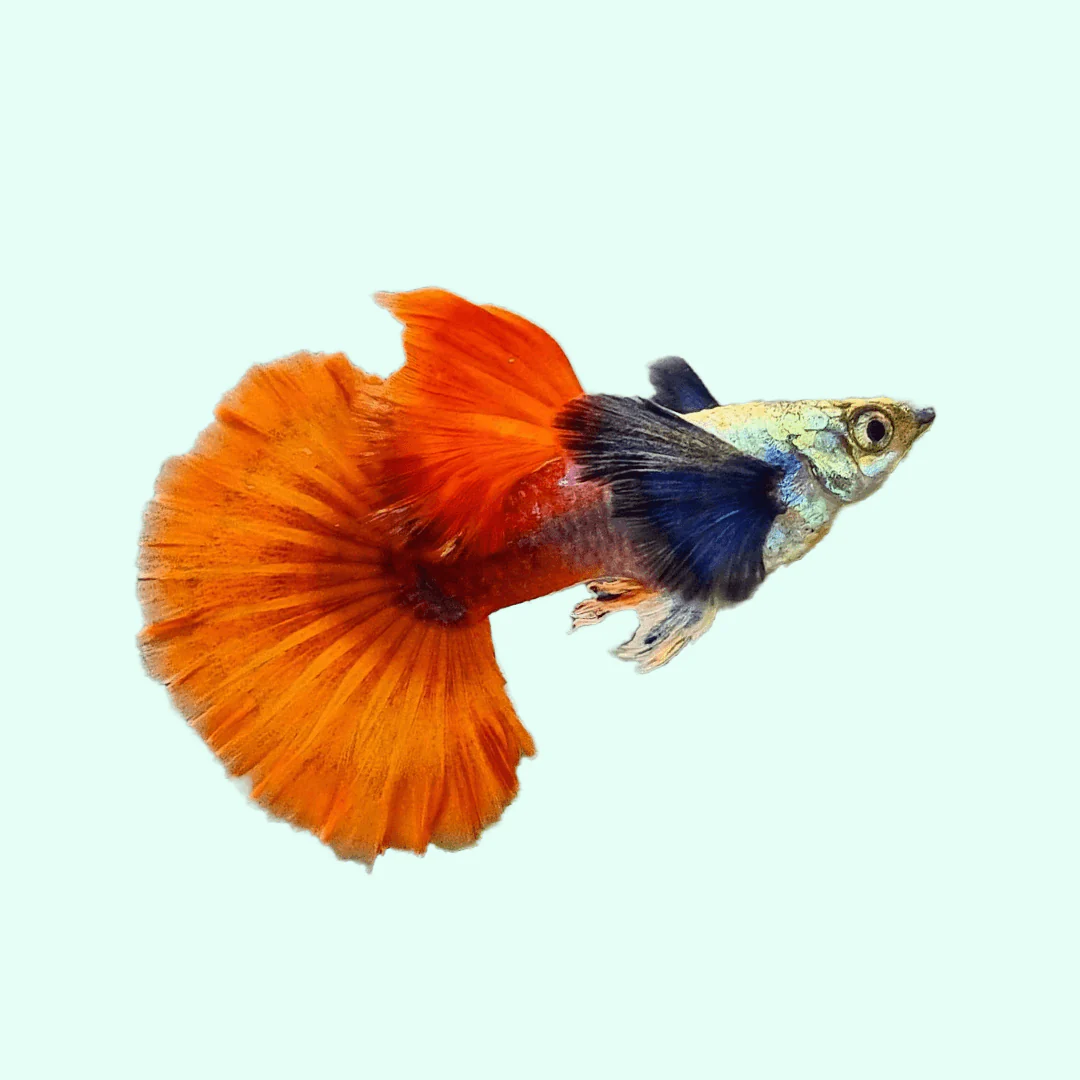 Dumbo Red Tail Guppy Fish - Image 7