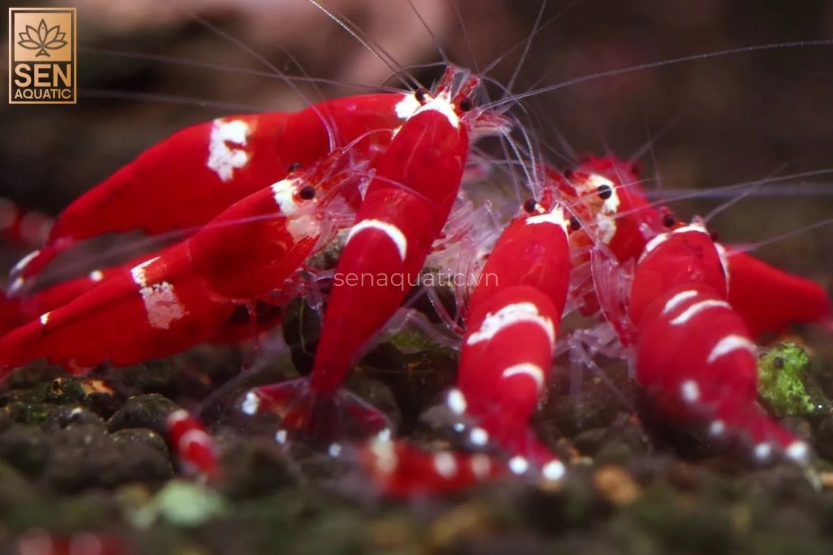 Santa Caridina Shrimp - Image 3
