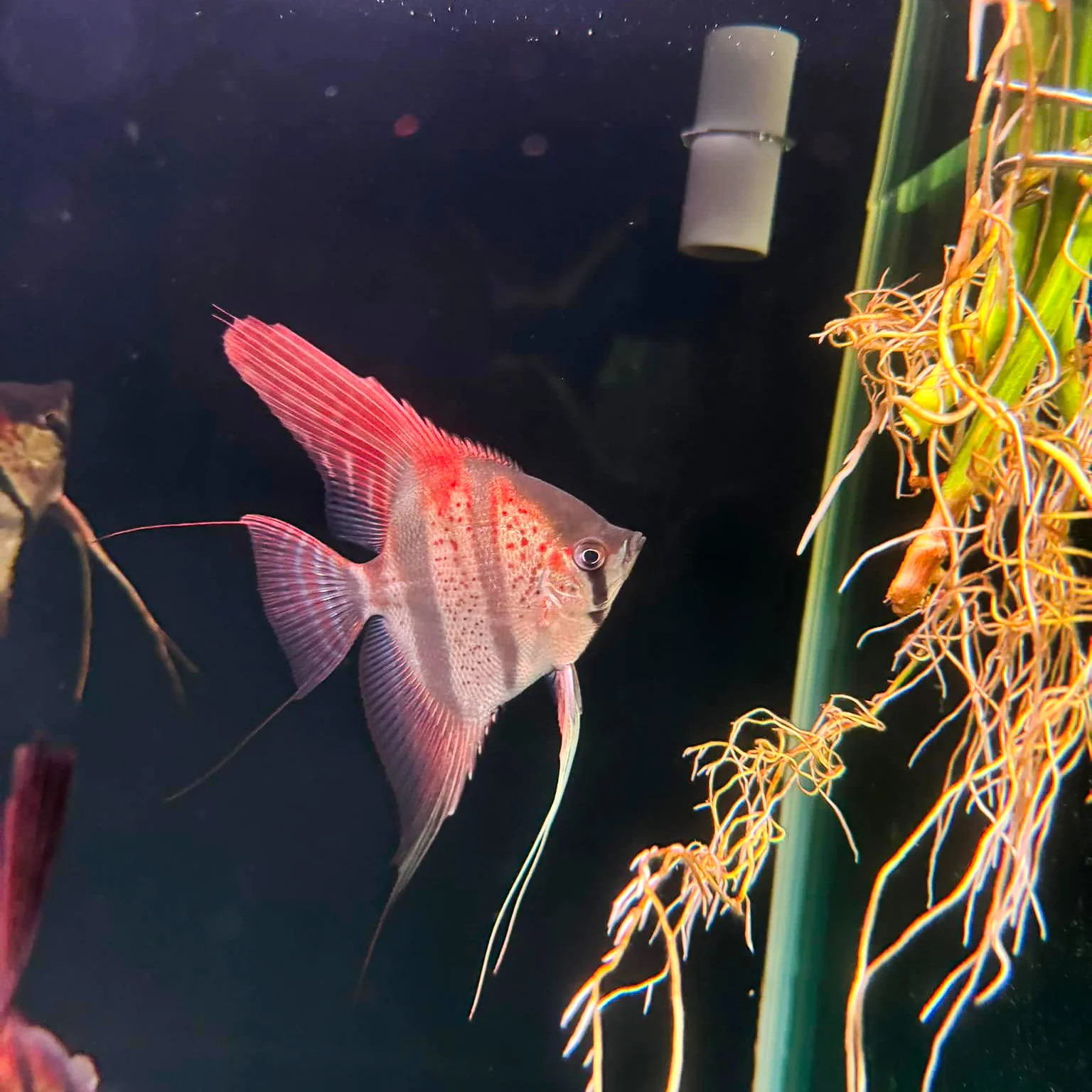Santa Isabel Angelfish - Image 3