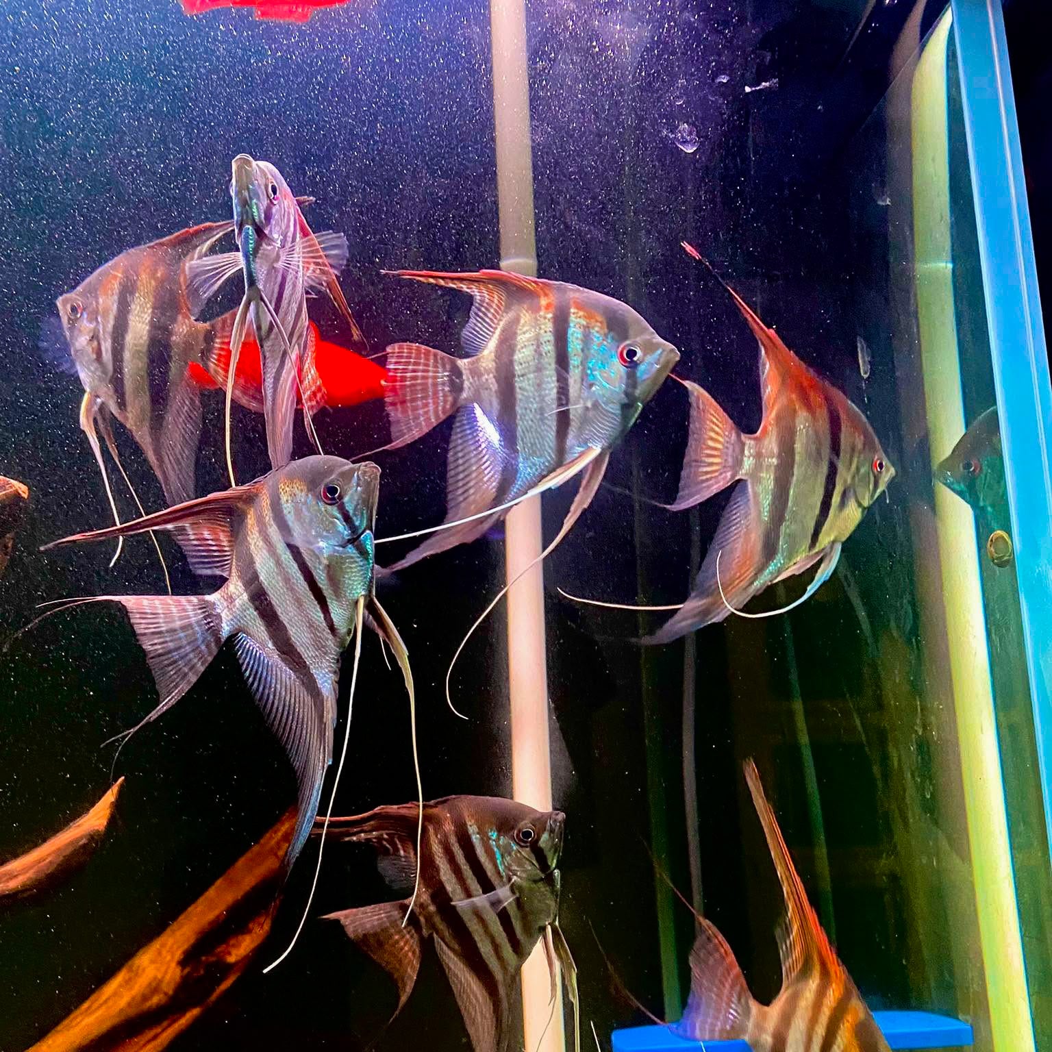 Santa Isabel Angelfish - Image 4