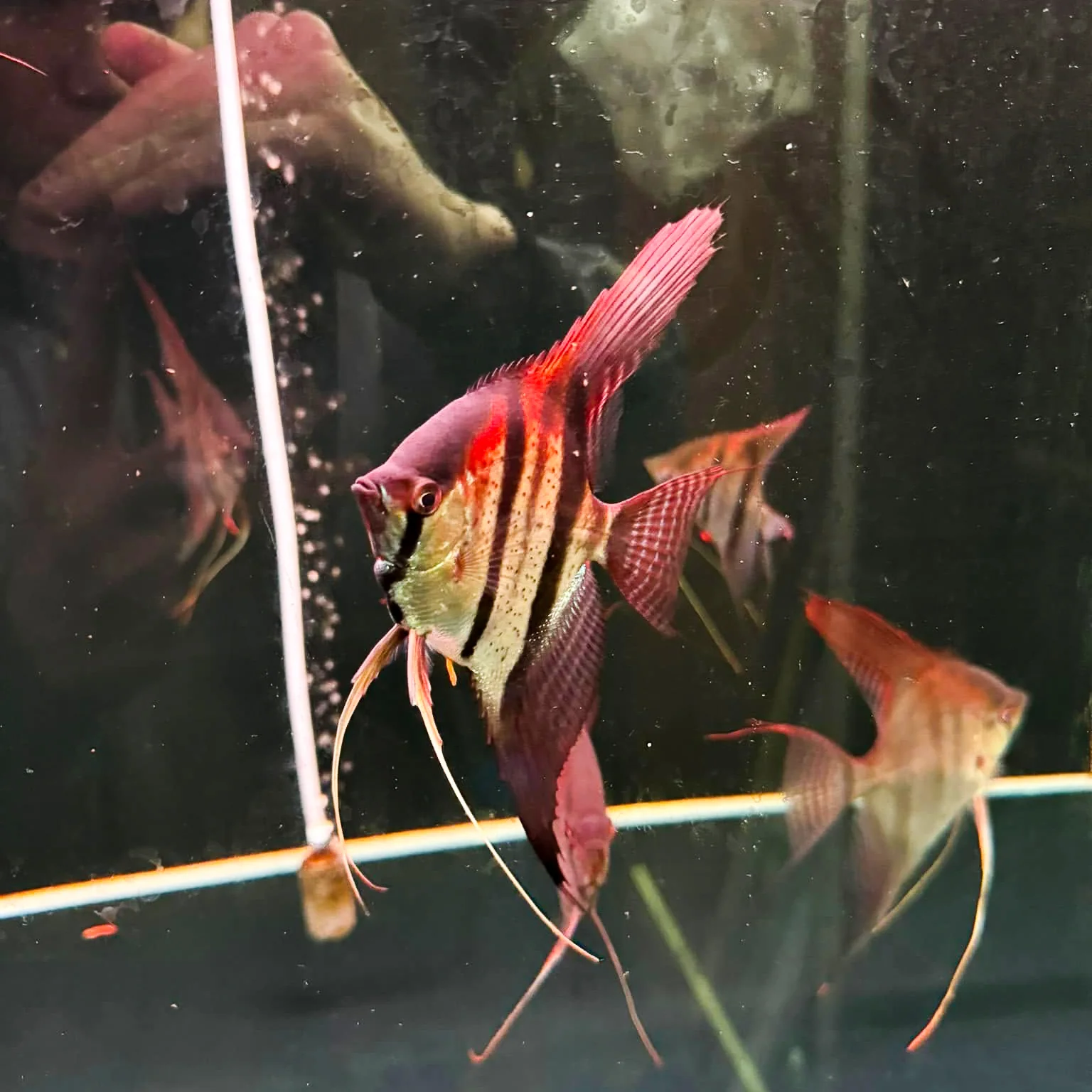 Santa Isabel Angelfish - Image 5