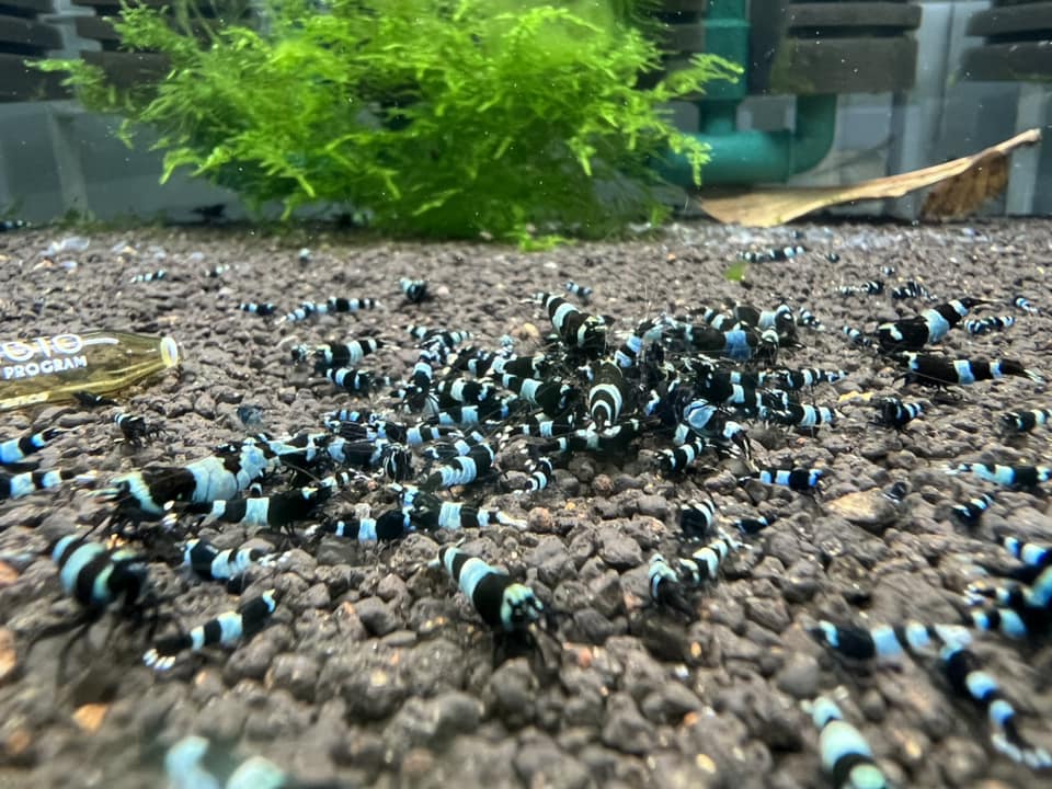 Shadow Panda Caridina Shrimp - Image 3