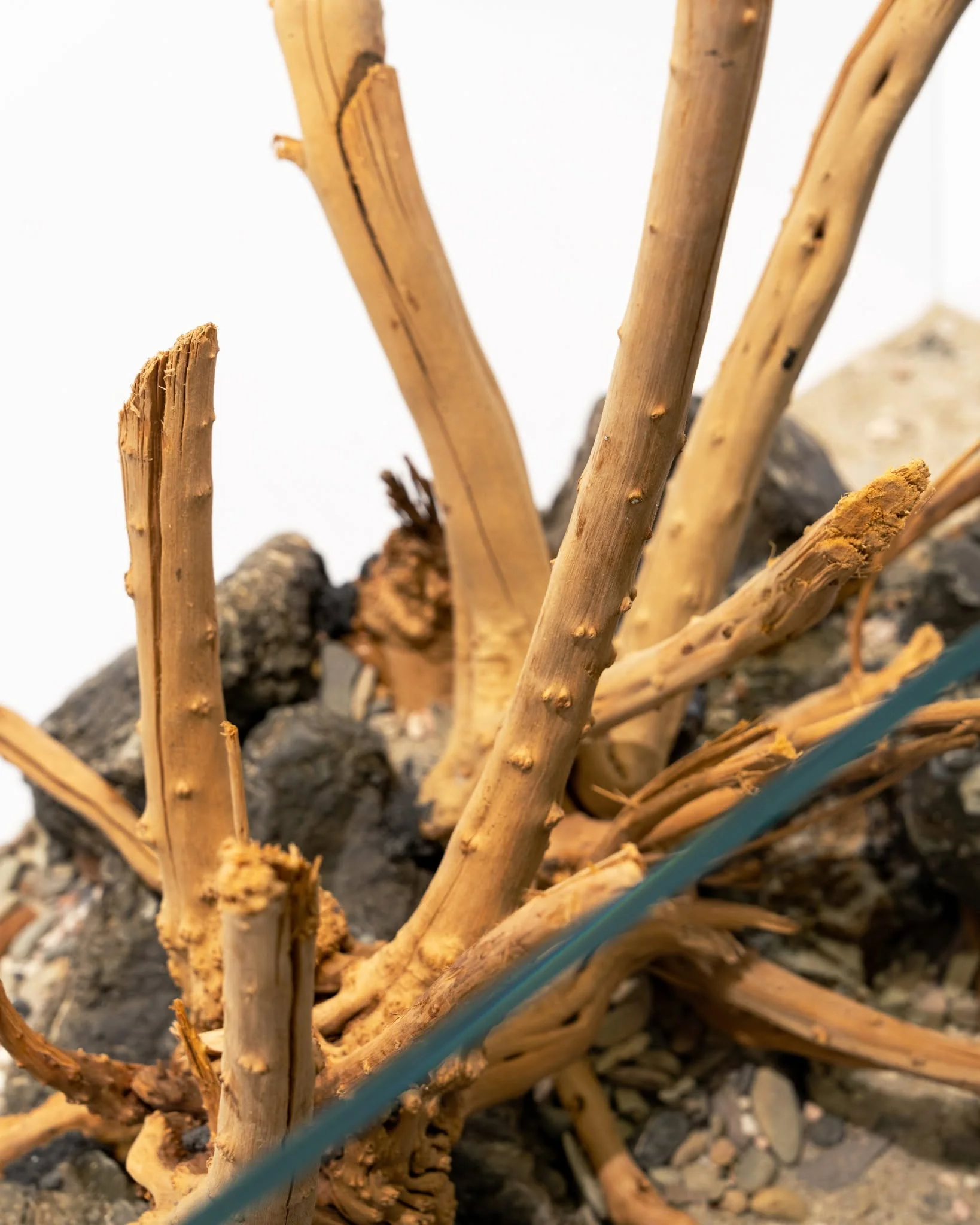 Spider Driftwood | Designer Hardscape - Image 6