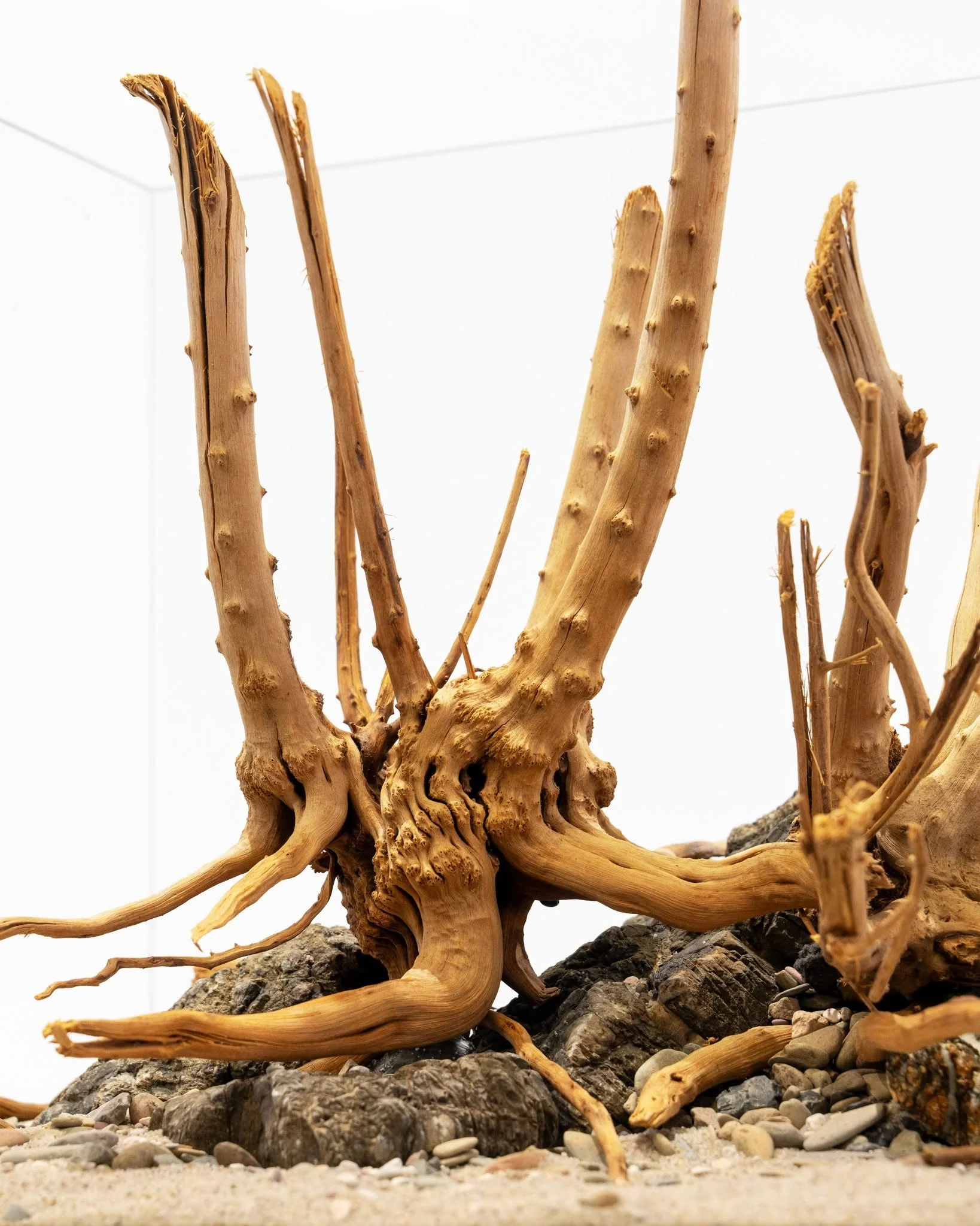 Spider Driftwood | Designer Hardscape - Image 9