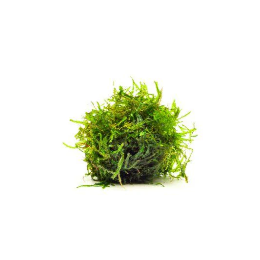 Spiky Moss - Image 3