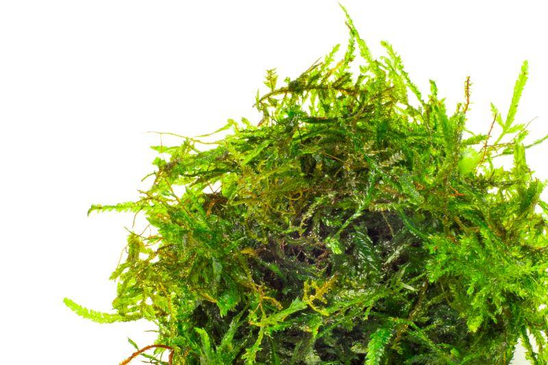 Spiky Moss - Image 4