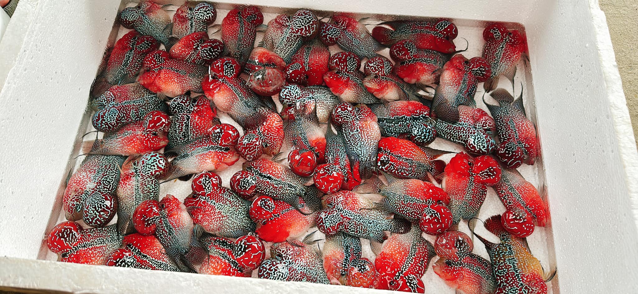 Super Red Dragon Flowerhorn Cichlid | High Grade | Grower Pick - Image 4