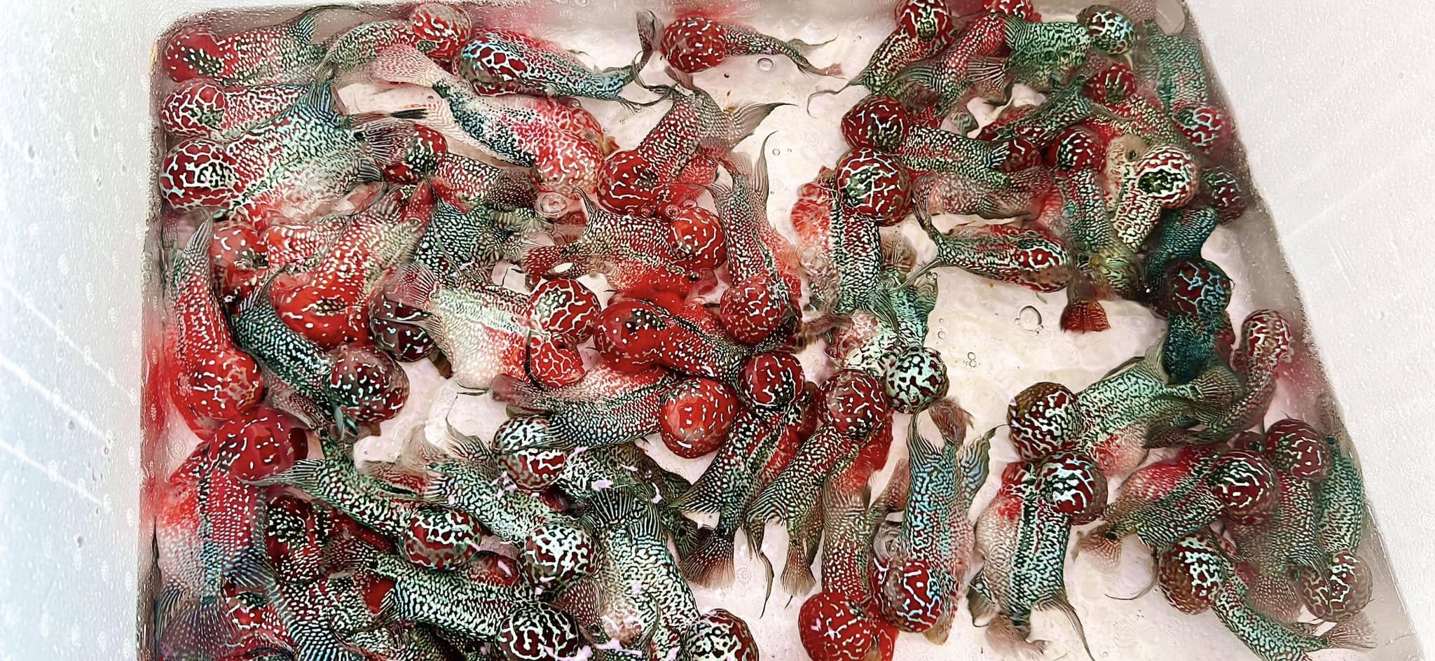 Super Red Dragon Flowerhorn Cichlid | High Grade | Grower Pick - Image 5