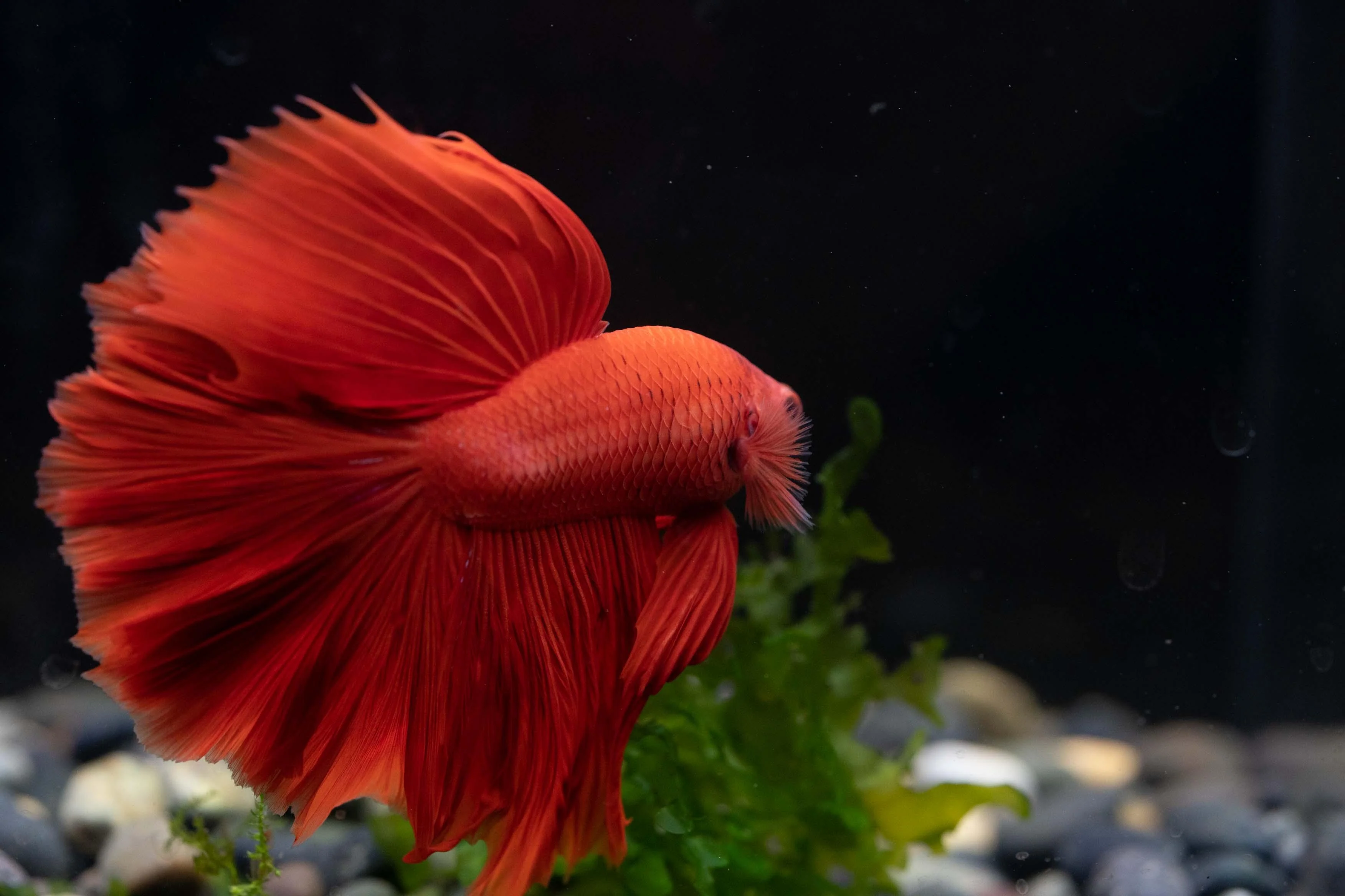 Super Red Halfmoon Male Betta Fish - Image 6