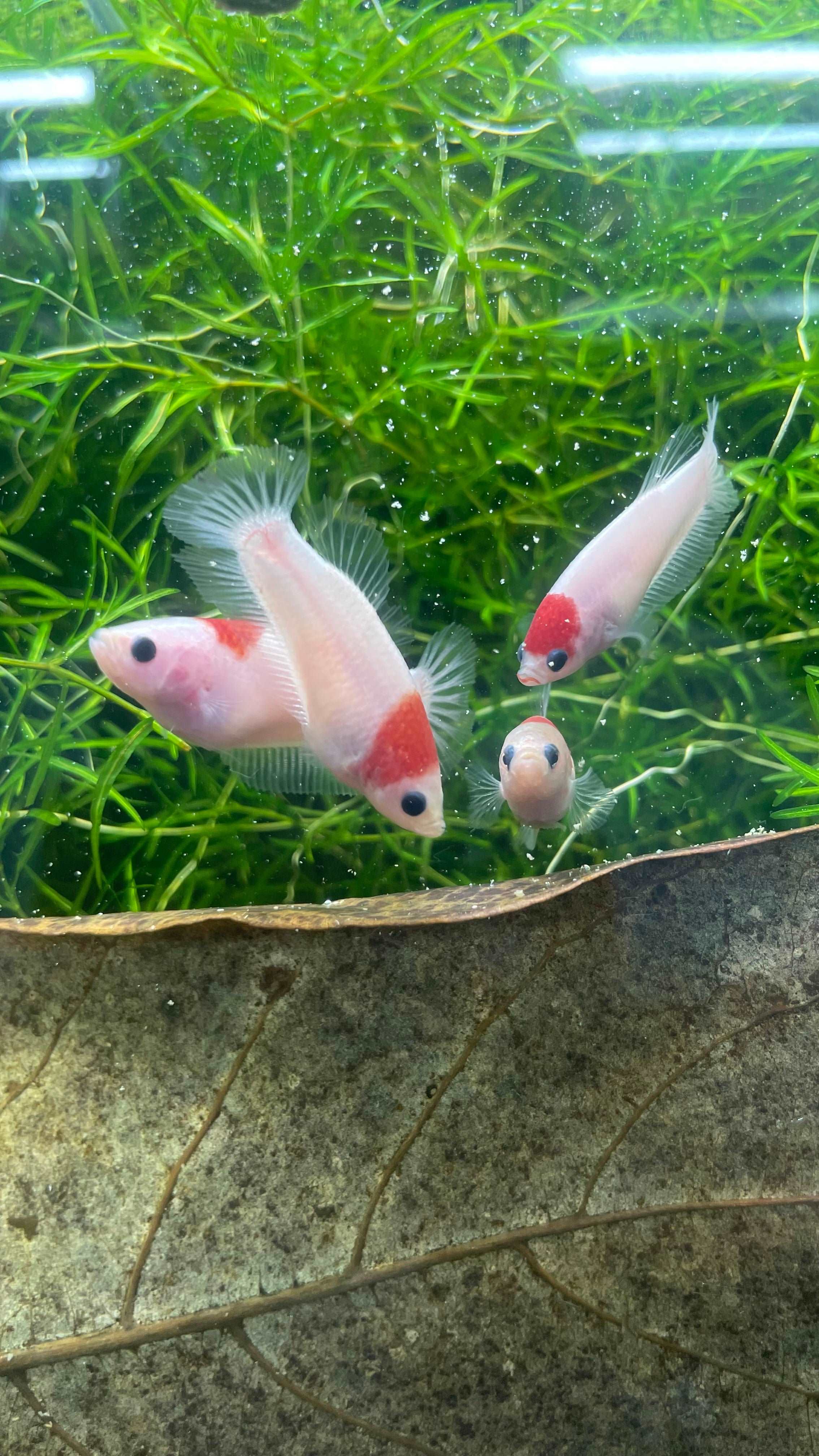 Tancho Female Betta Fish - Image 5