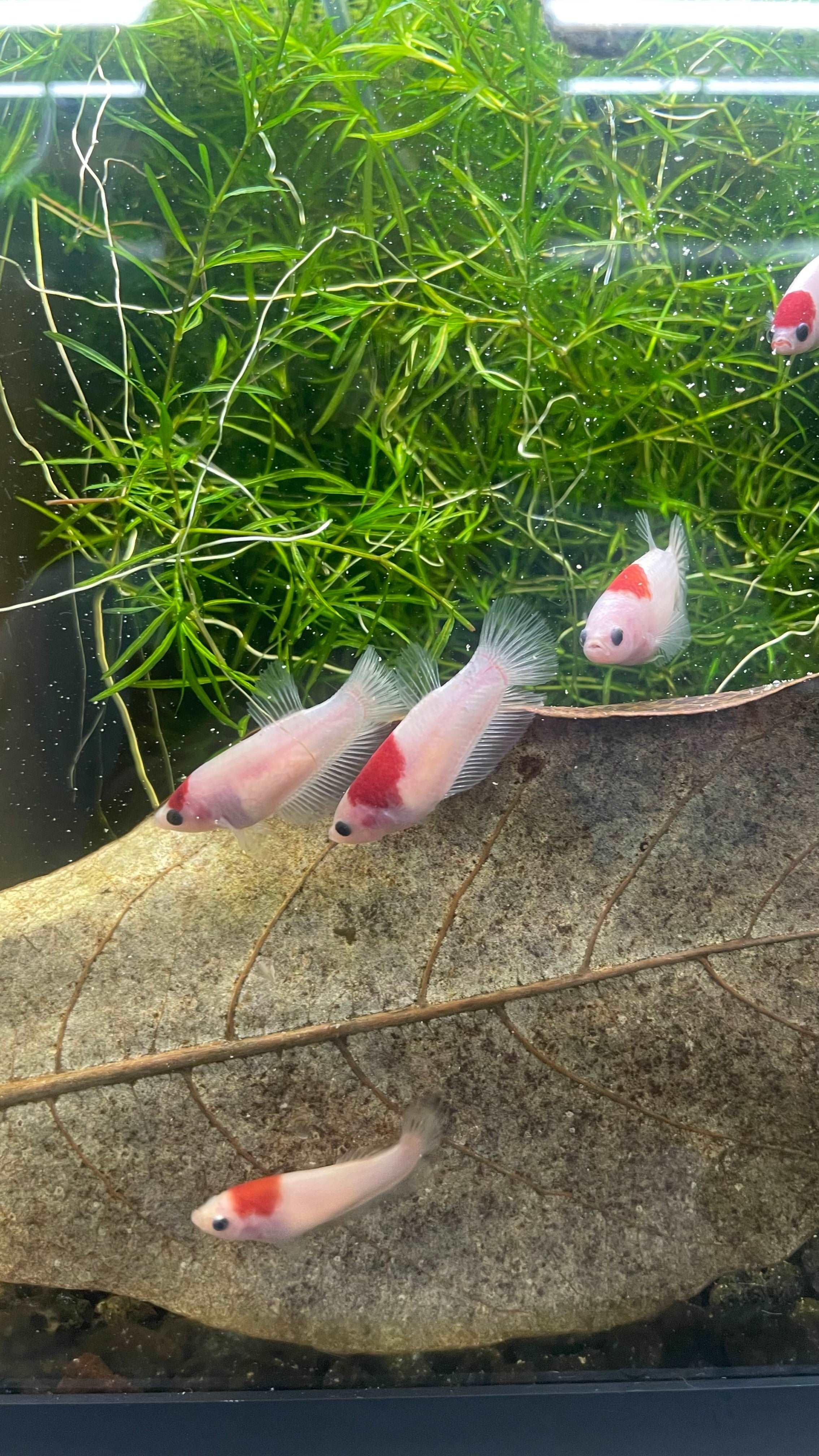 Tancho Female Betta Fish - Image 6