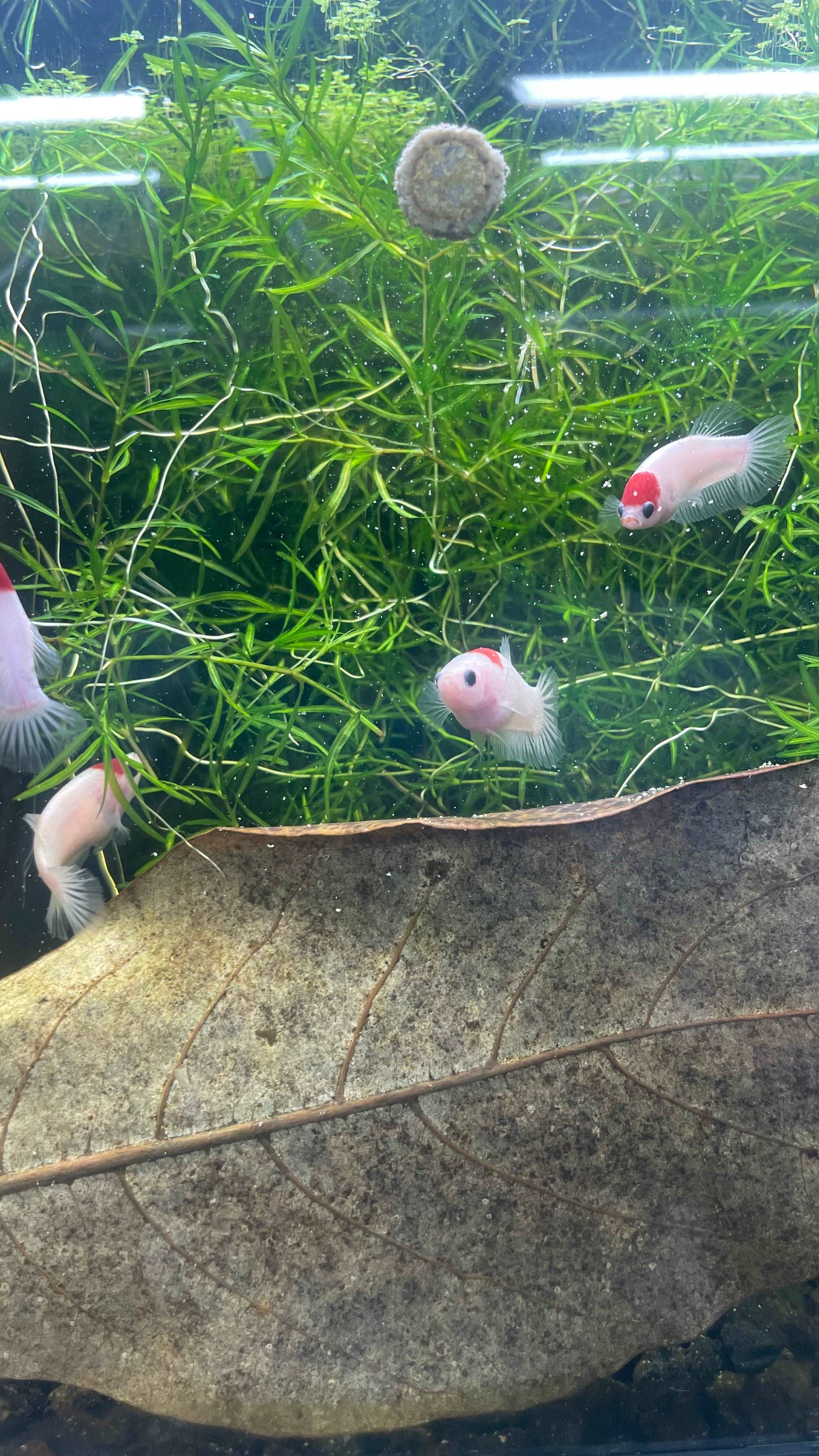 Tancho Female Betta Fish - Image 8