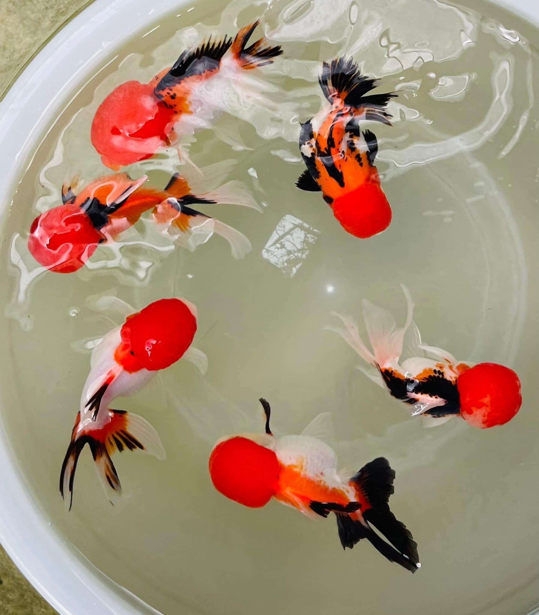 Tri Color Oranda Goldfish Mid Size 2 - 2.5 Inches | Mystery Goldfish - Image 3