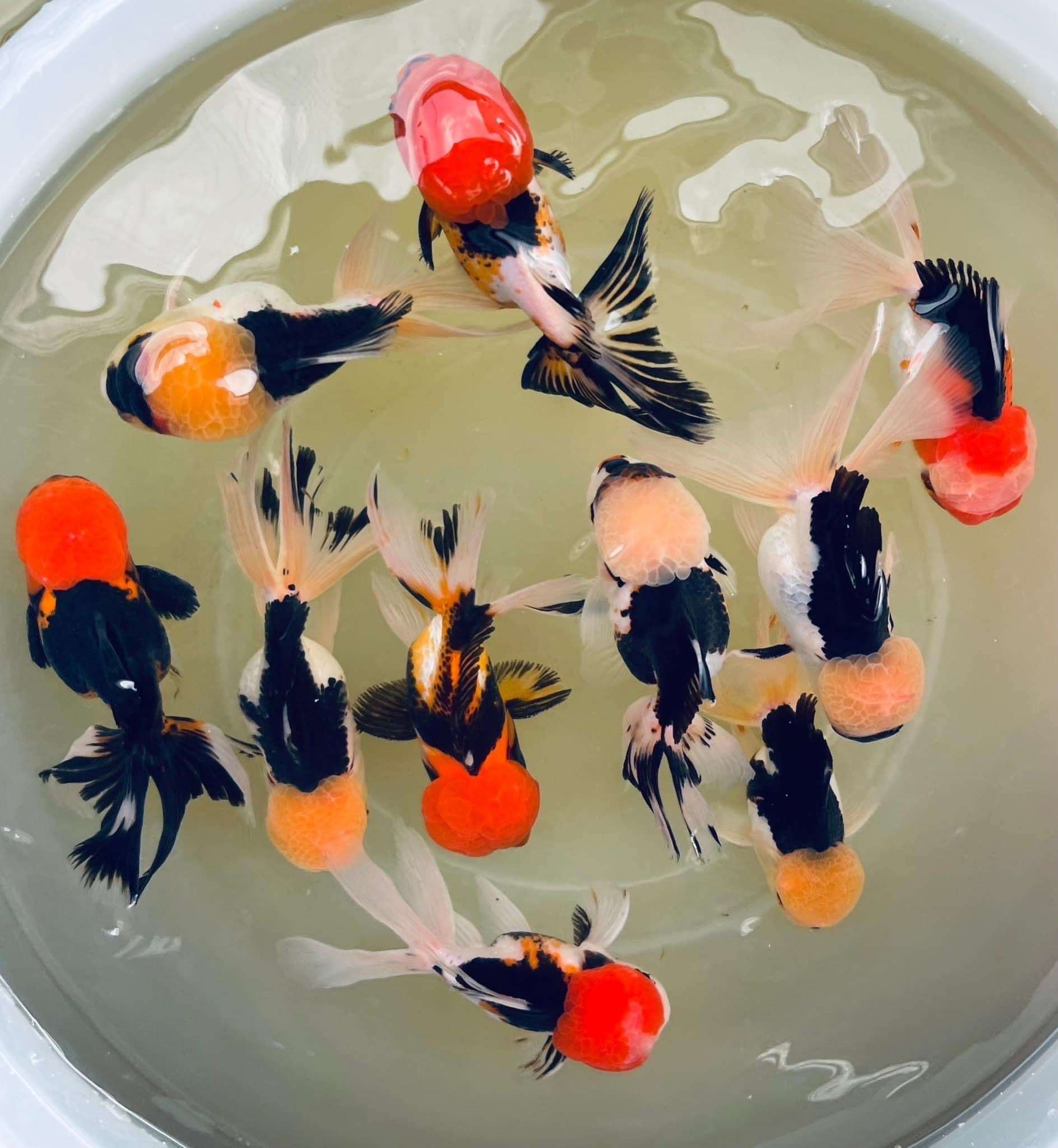 Tri Color Oranda Goldfish Mid Size 2 - 2.5 Inches | Mystery Goldfish - Image 4