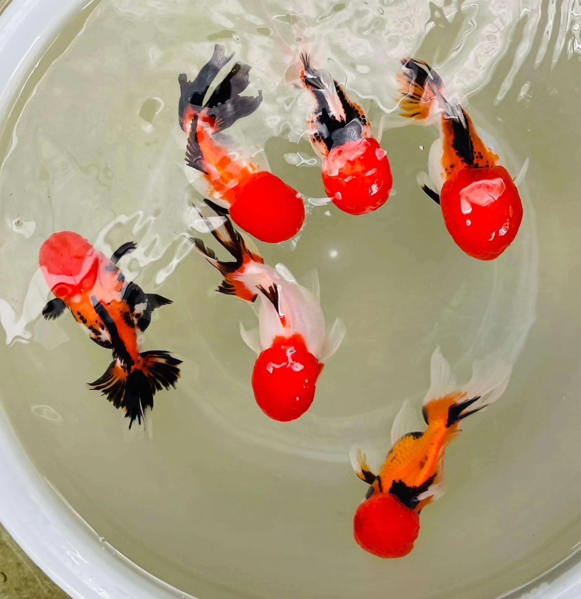 Tri Color Oranda Goldfish Mid Size 2 - 2.5 Inches | Mystery Goldfish - Image 5