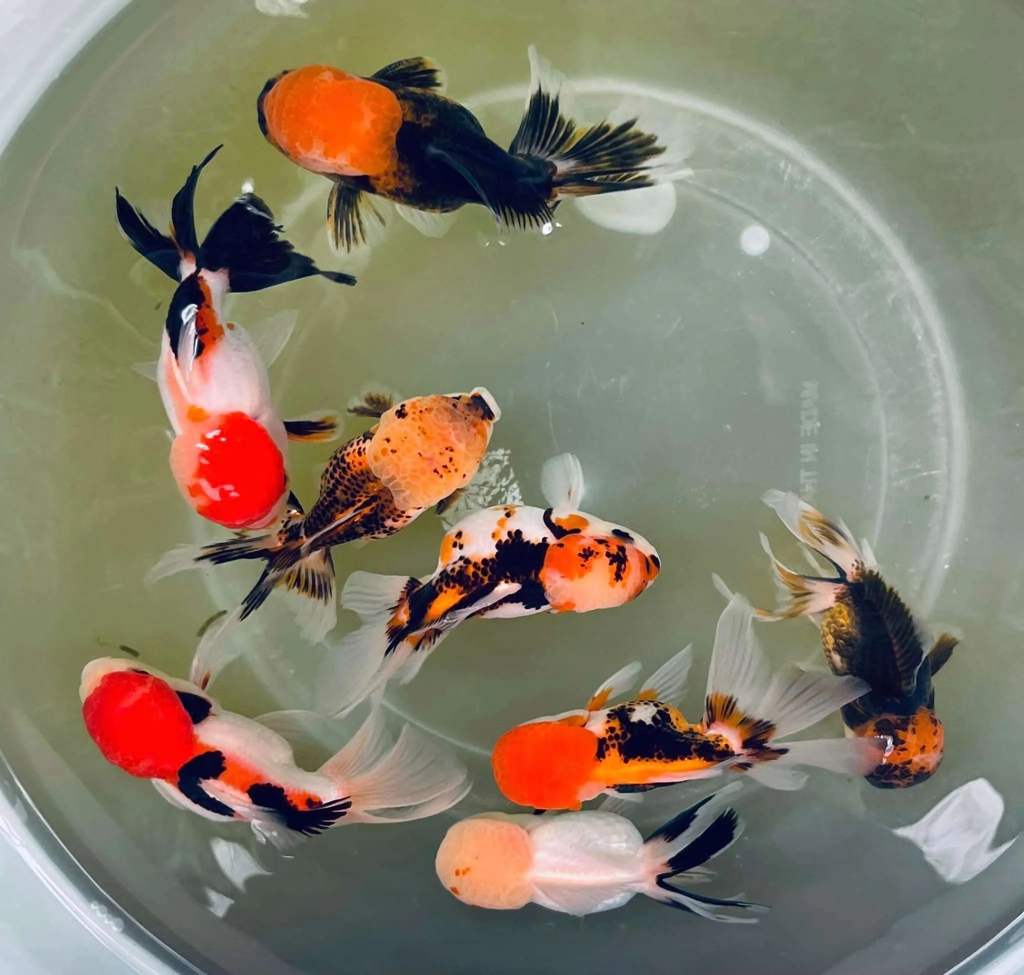 Tri Color Oranda Goldfish Mid Size 2 - 2.5 Inches | Mystery Goldfish - Image 7