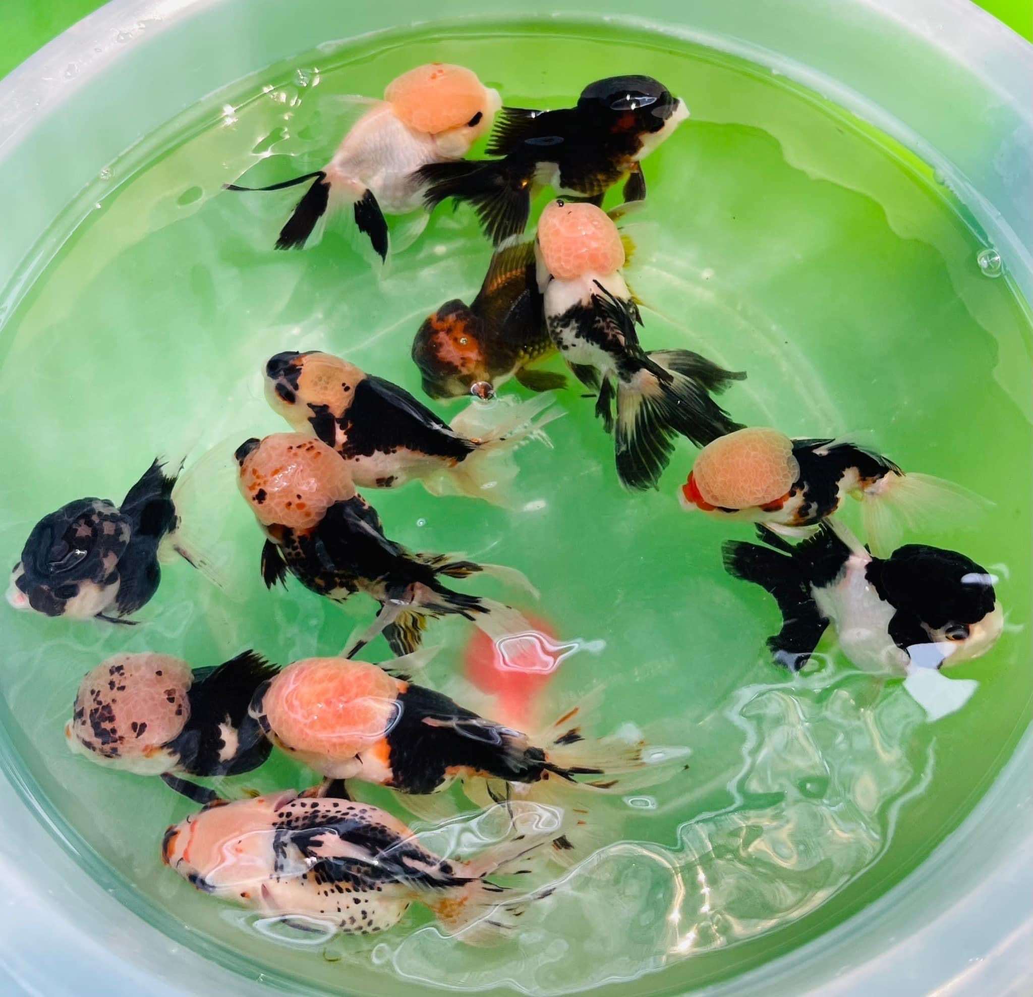 Tri Color Oranda Goldfish Mid Size 2 - 2.5 Inches | Mystery Goldfish - Image 8