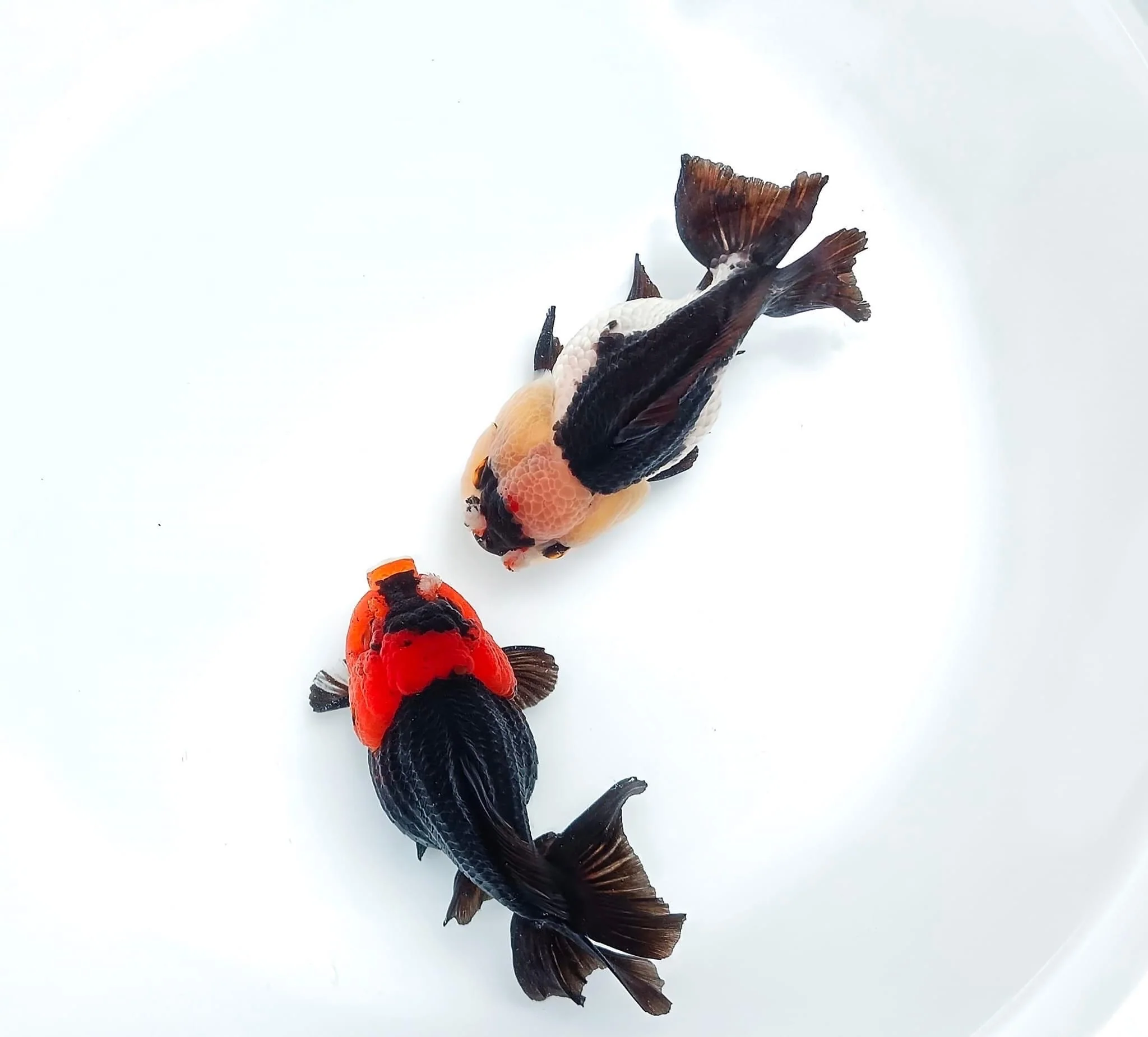 Tri Color Oranda Short Tail 3-4 Inches | Mystery Goldfish - Image 3
