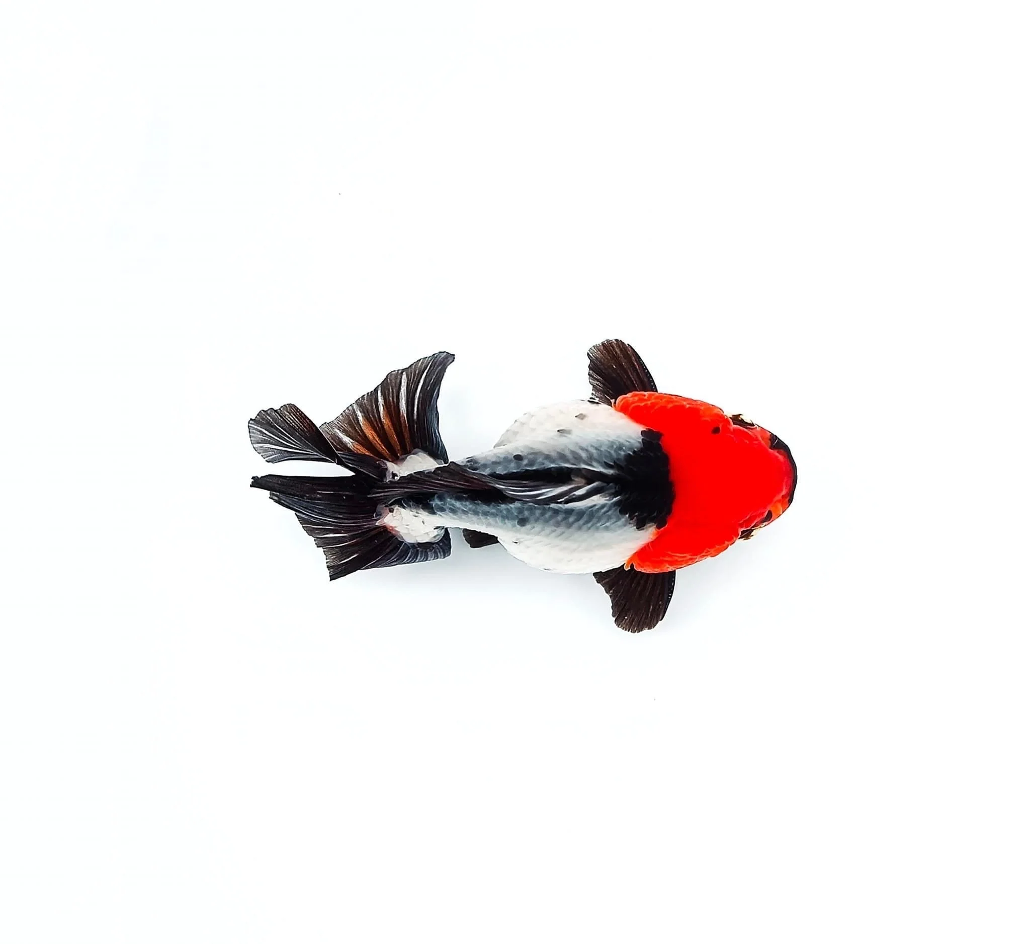 Tri Color Oranda Short Tail 3-4 Inches | Mystery Goldfish - Image 4