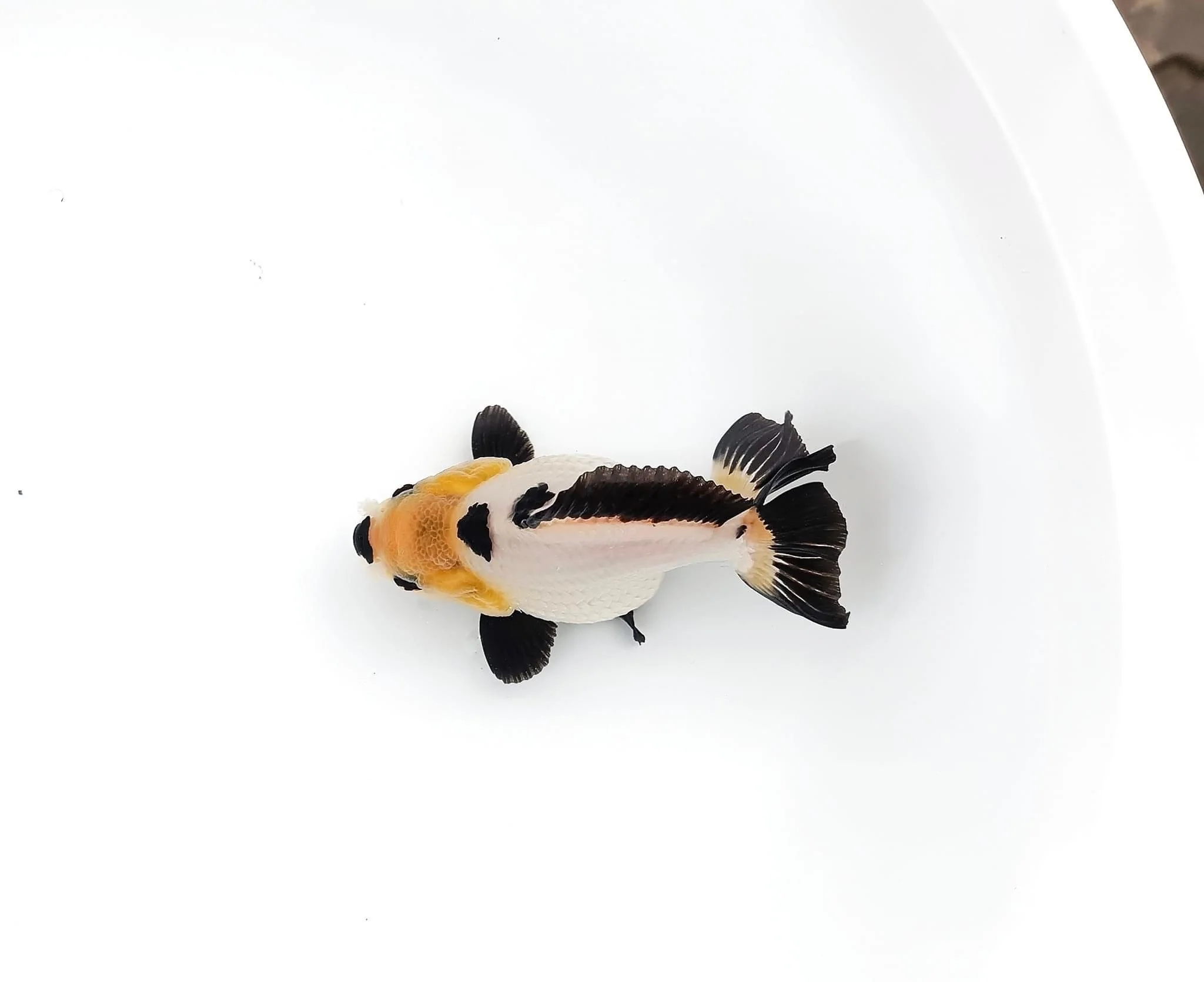 Tri Color Oranda Short Tail 3-4 Inches | Mystery Goldfish - Image 5